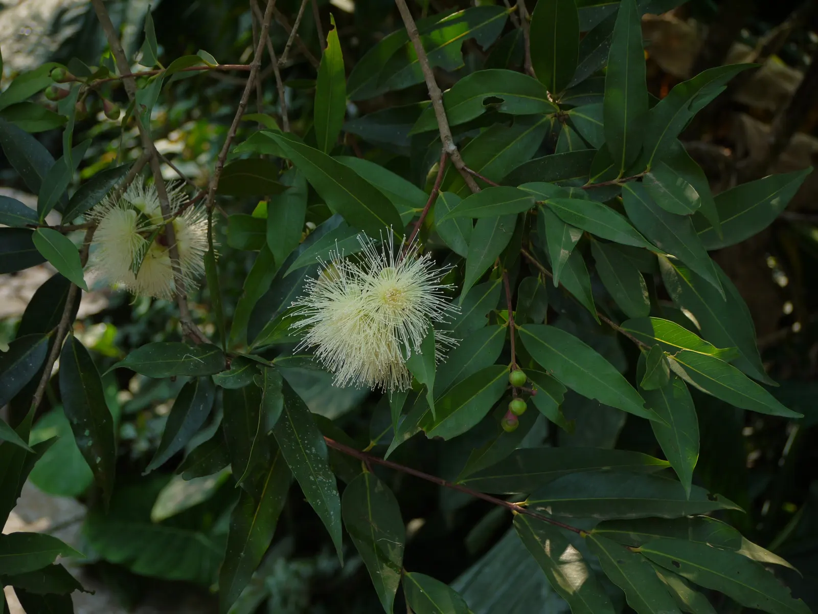 Rose Apple (Syzygium Jambos) — which can be enjoyed fresh or utilized in jams and jellies; approximately 1 to 2 inches in diameter
