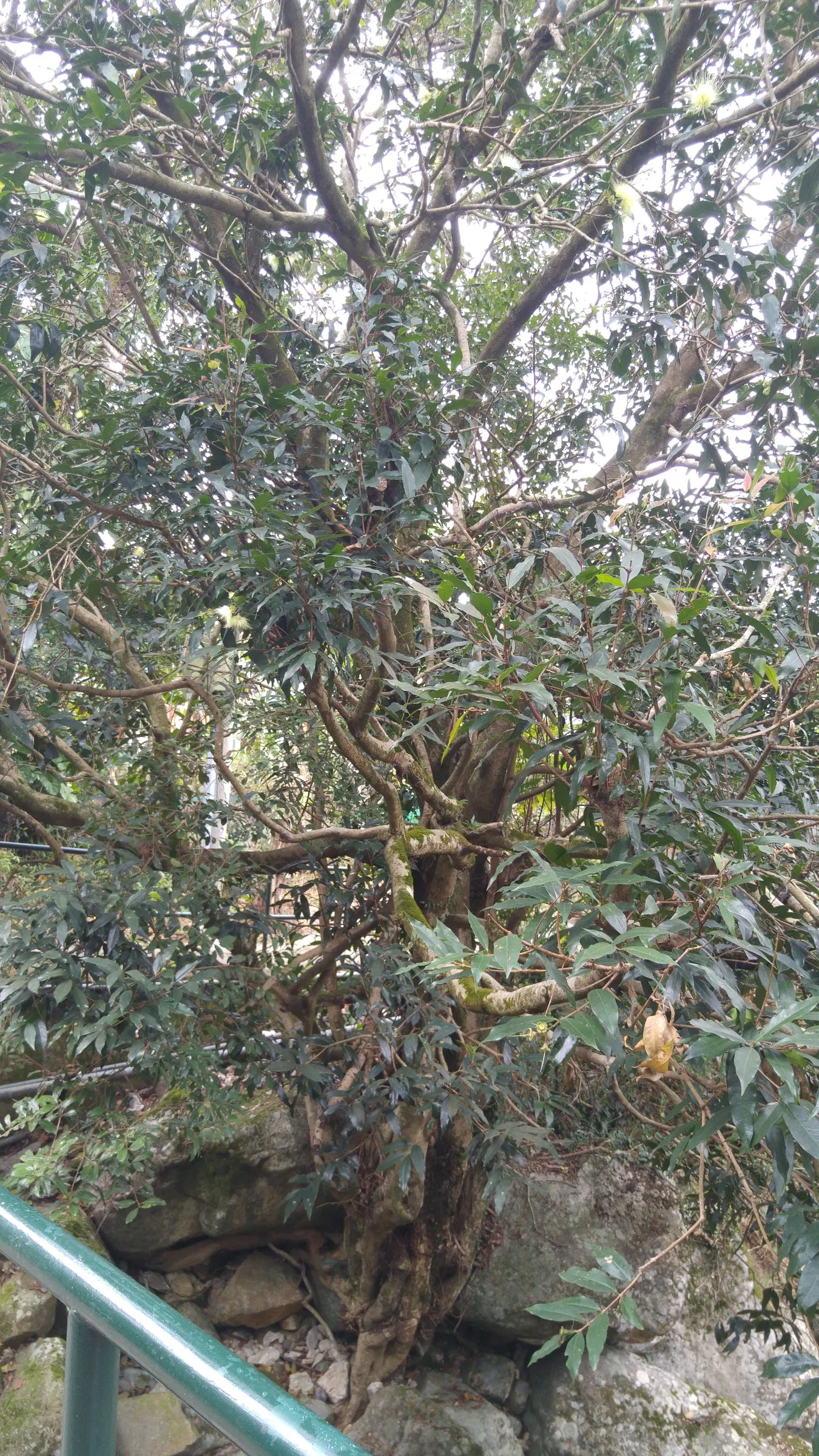 Rose Apple (Syzygium Jambos) — This tree is suitable for USDA hardiness zones 9 to 12 and is relatively low-maintenance