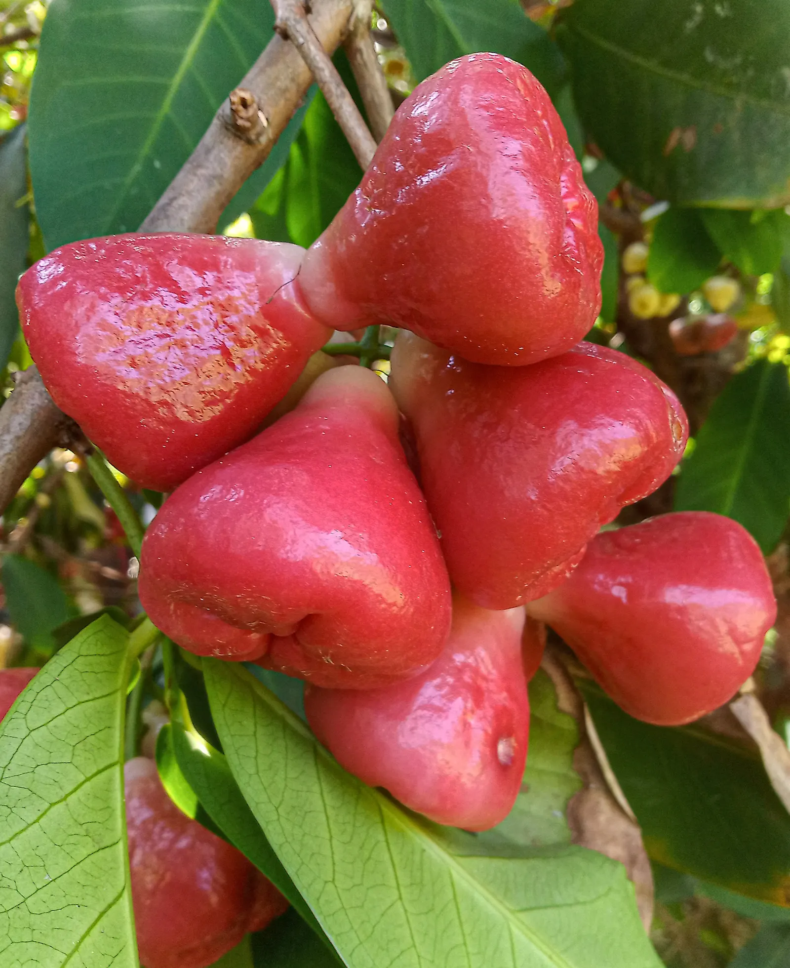 Rose Apple (Syzygium Jambos) — the Rose Apple bears attractive yellowish-green fruits; its dense foliage provides shade while pink to white, image 129