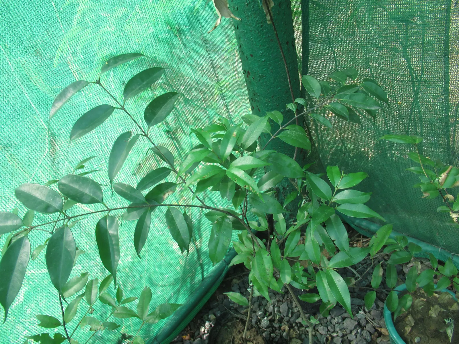Rose Apple (Syzygium Jambos) — This evergreen species provides dense; approximately 1 to 2 inches in diameter, image 123