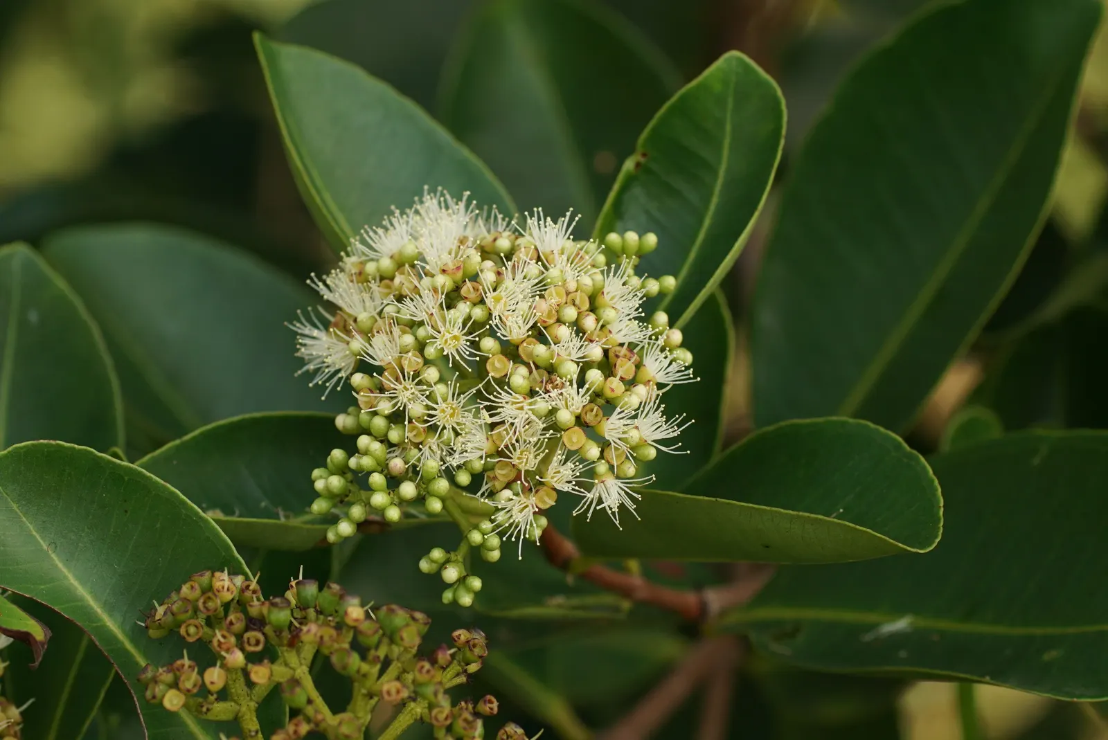 Rose Apple (Syzygium Jambos) — around 1-2 inches in diameter; this evergreen species provides dense