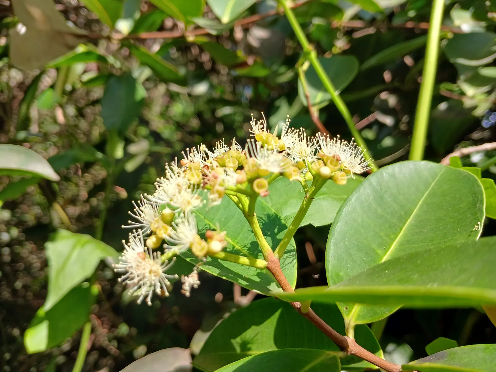 Rose Apple (Syzygium Jambos) — This evergreen species provides dense; approximately 1 to 2 inches in diameter