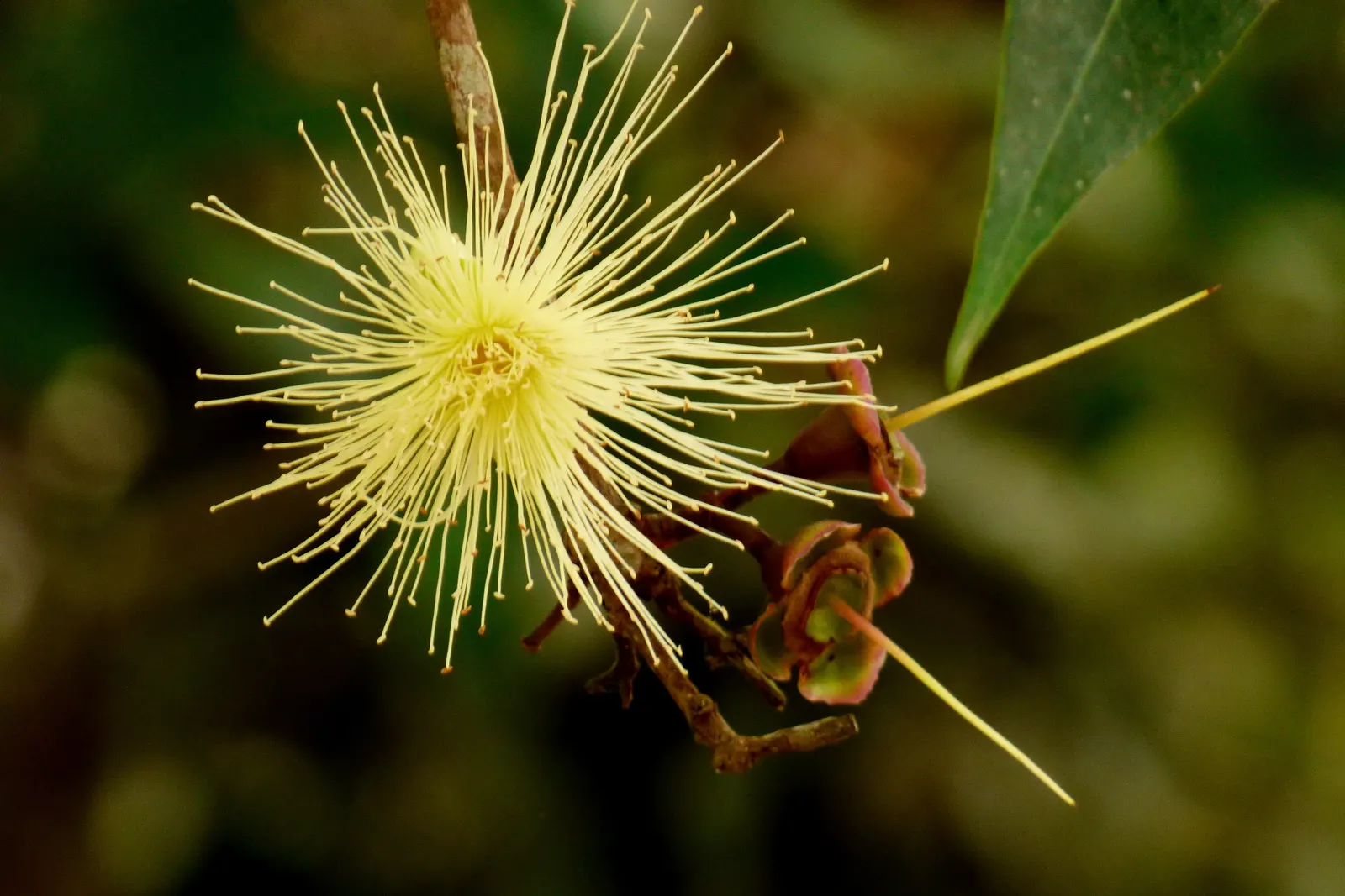 Rose Apple (Syzygium Jambos) — due to its non-invasive root system; can comfortably fit into a residential landscape without fear of disrupting hardscapes or