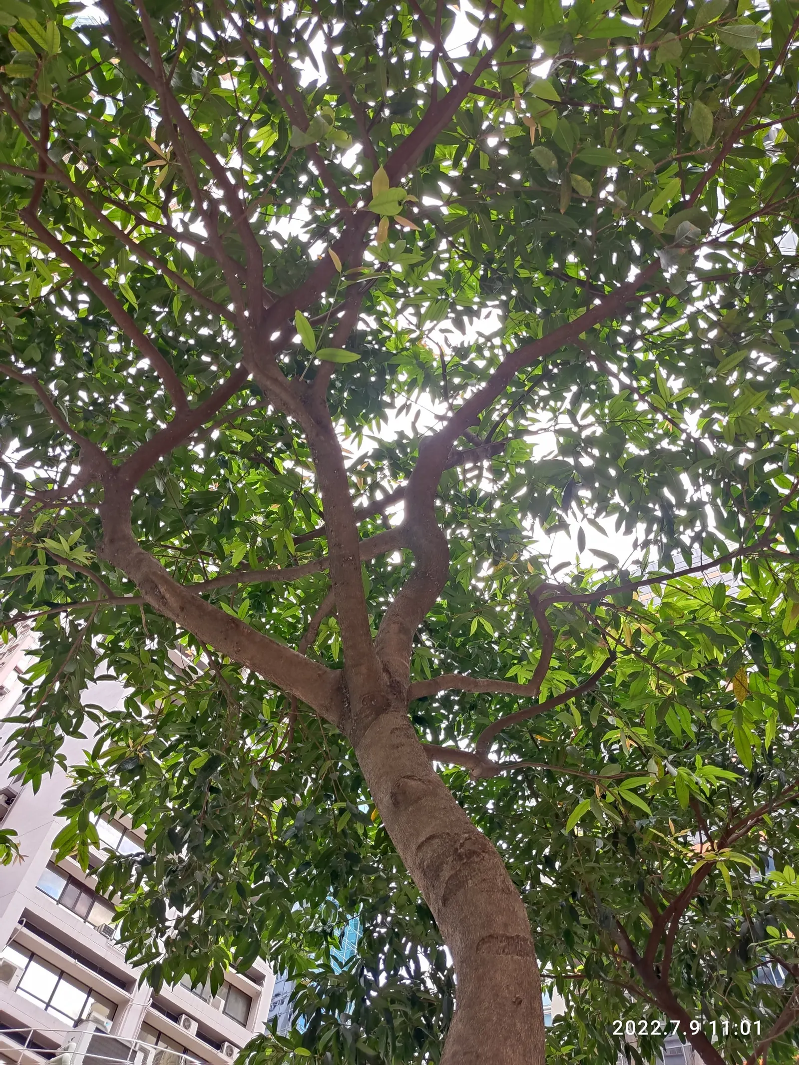 Rose Apple (Syzygium Jambos) — it erupts with clusters of showy; its dense foliage provides shade while pink to white blossoms attract pollinators