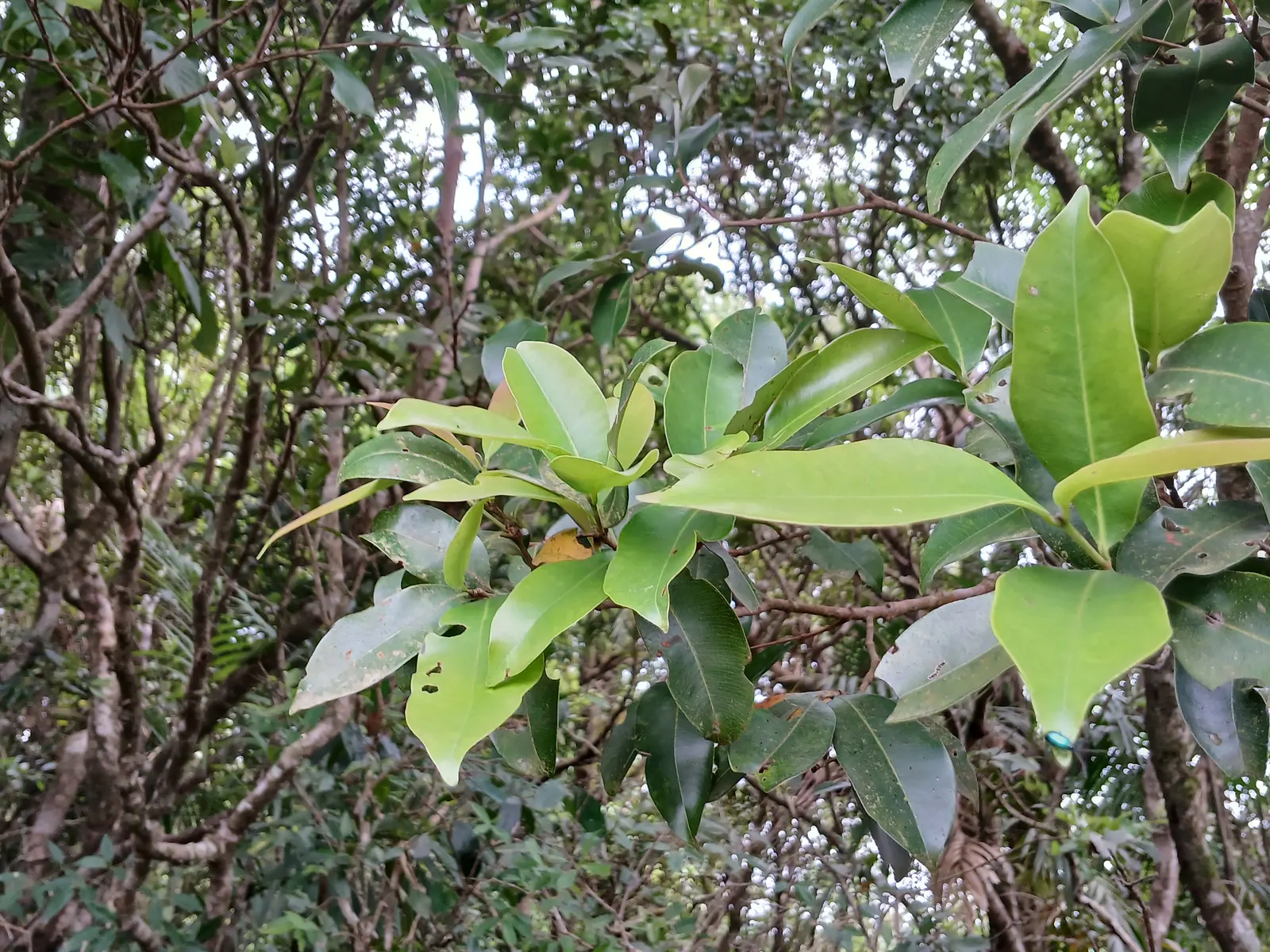 Rose Apple (Syzygium Jambos) — tree for full or half; can comfortably fit into a residential landscape without fear of disrupting hardscapes or, image 140