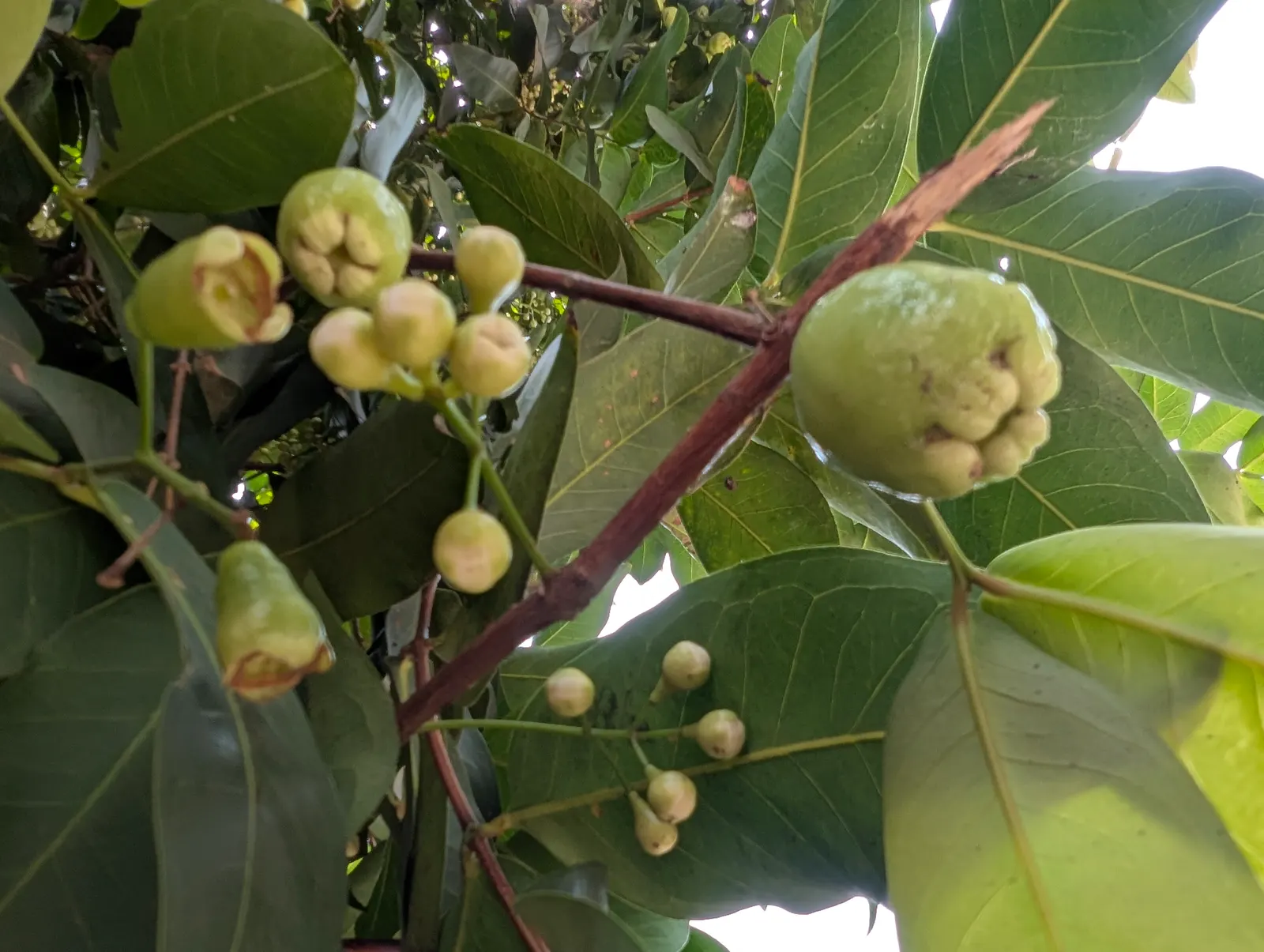 Rose Apple (Syzygium Jambos) — The yellowish-green fruit; its dense foliage provides shade while pink to white blossoms attract pollinators, image 89