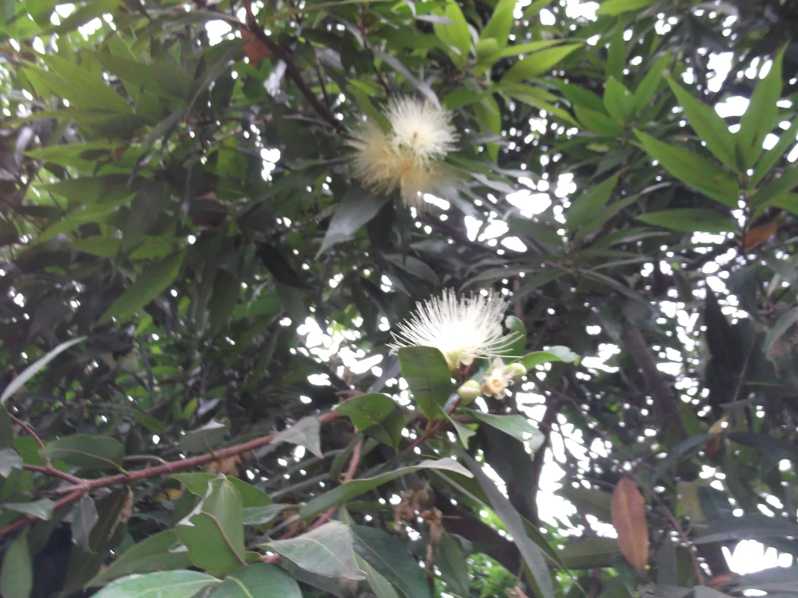 Rose Apple (Syzygium Jambos) — tree with white blooms; approximately 1 to 2 inches in diameter