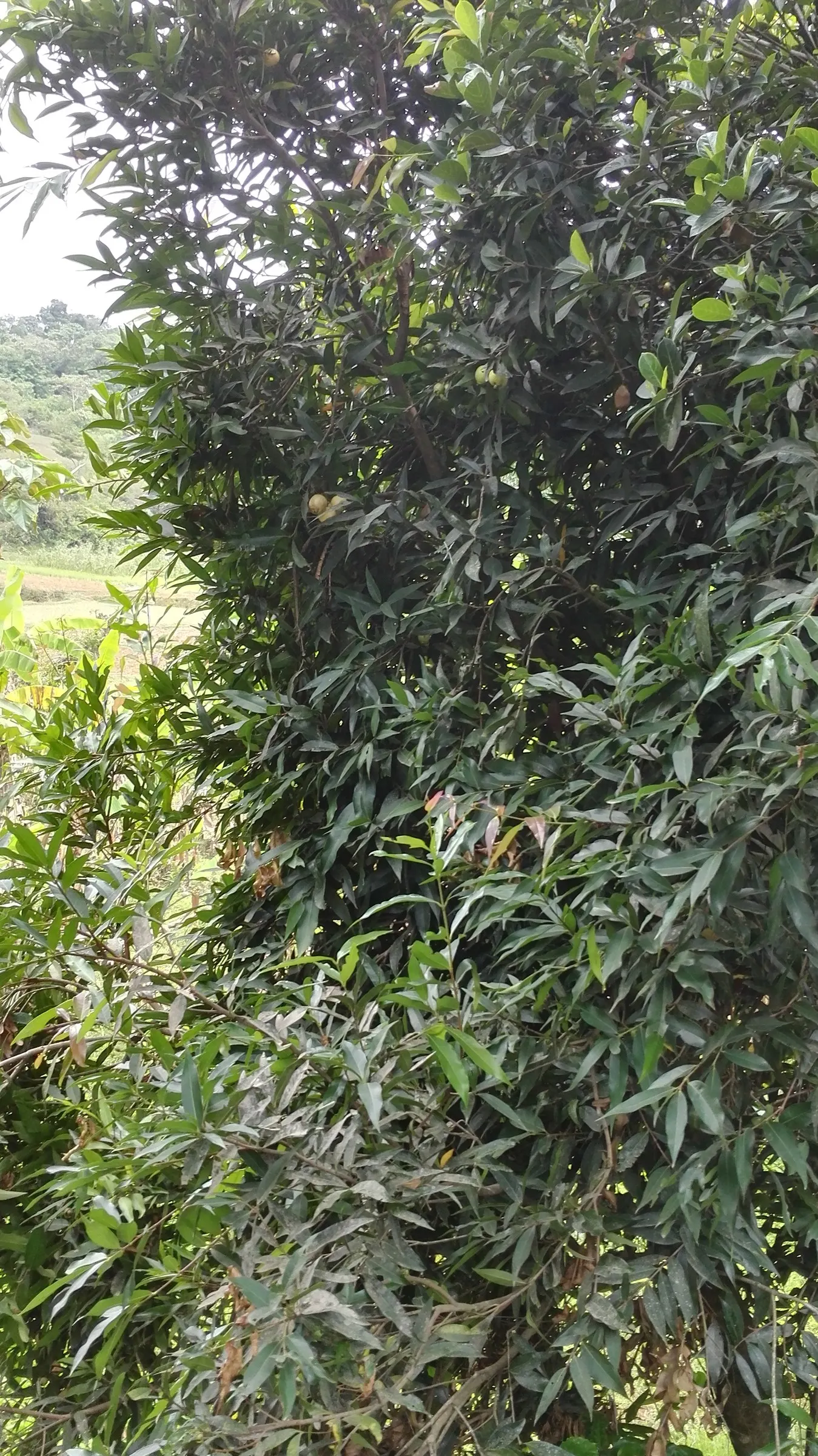 Rose Apple (Syzygium Jambos) — These aromatic blossoms are about 2 inches wide and their sweet; this evergreen species provides dense