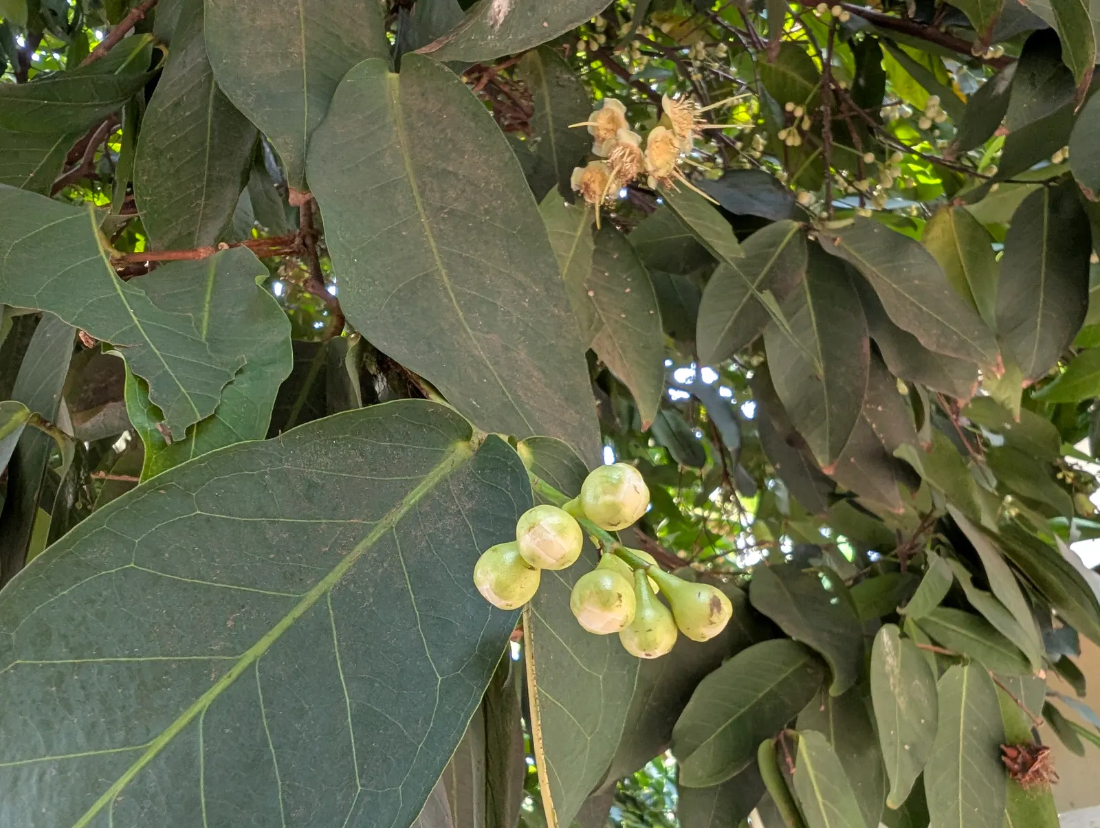 Rose Apple (Syzygium Jambos) — white flowers in the garden; this evergreen species provides dense, image 138