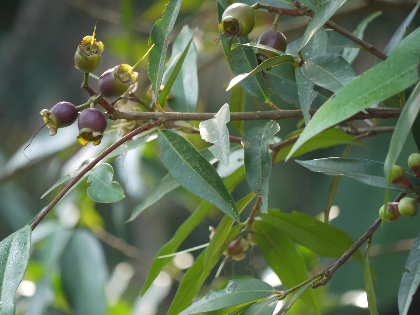 Rose Apple (Syzygium Jambos) — Typically 15-20 ft tall, it thrives in well-drained soil with full sun exposure