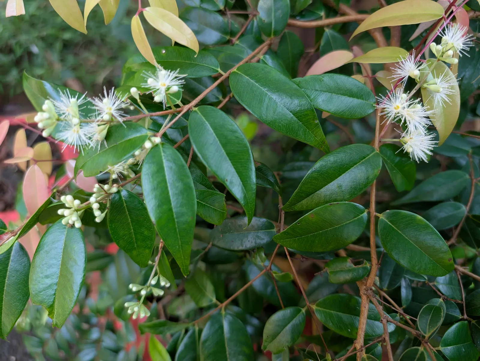 Rose Apple (Syzygium Jambos) — This tree is suitable for USDA hardiness zones 9 to 12 and is relatively low-maintenance; this evergreen species, image 78