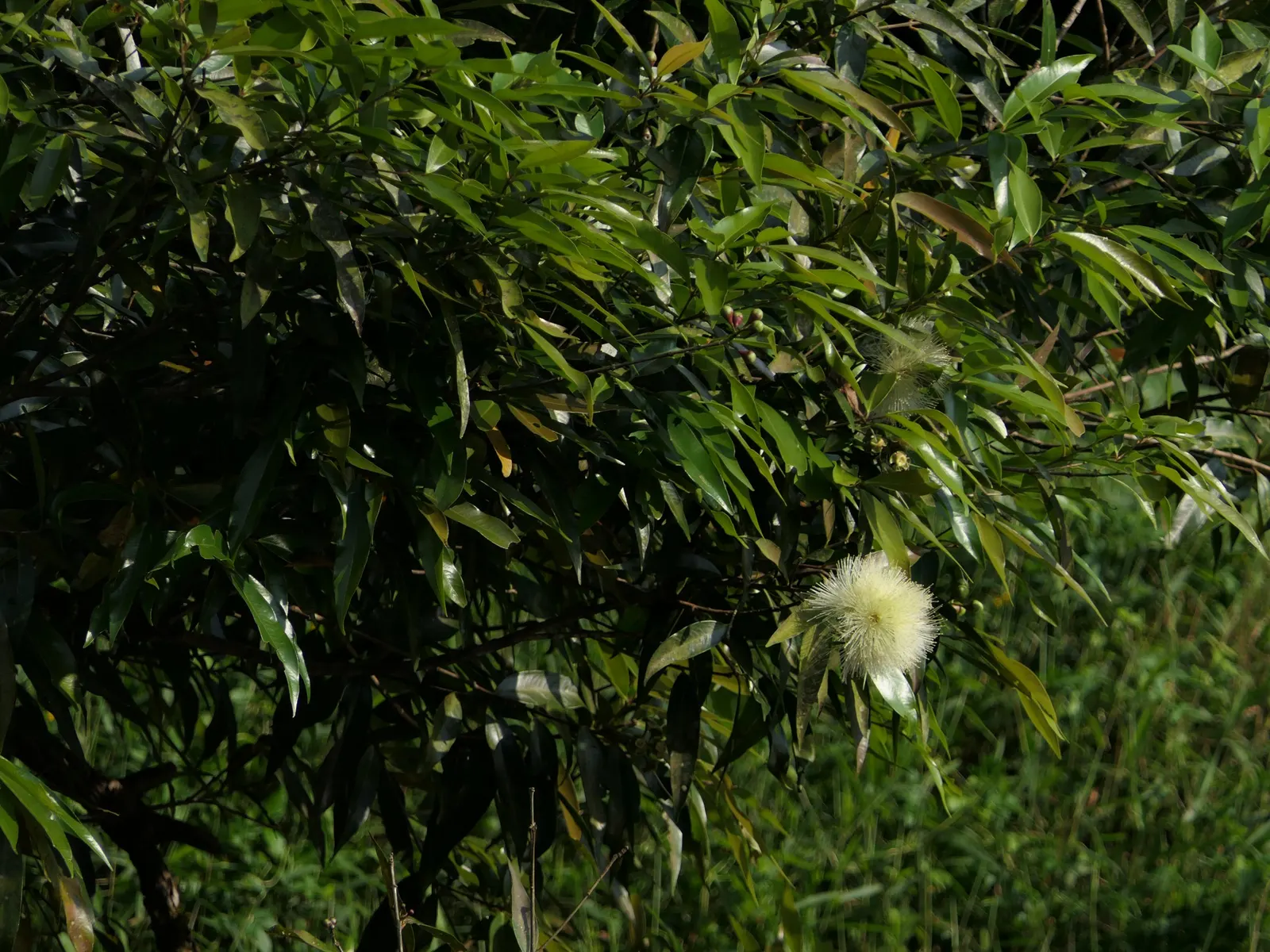 Rose Apple (Syzygium Jambos) — white flowers in the garden