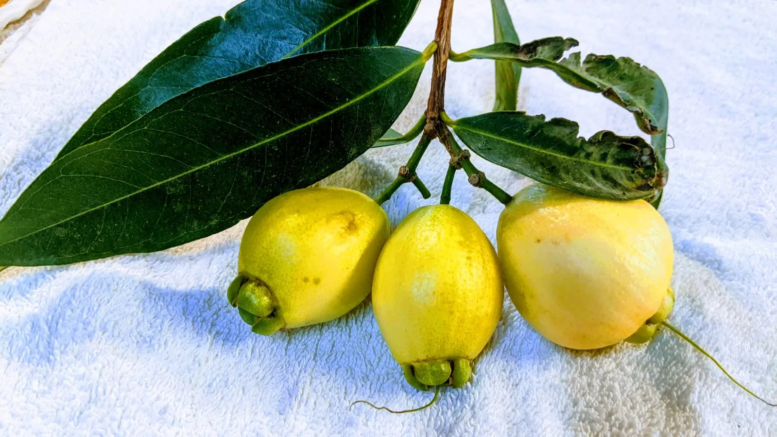 Rose Apple (Syzygium Jambos) — due to its non-invasive root system; can comfortably fit into a residential landscape without fear of disrupting, image 108