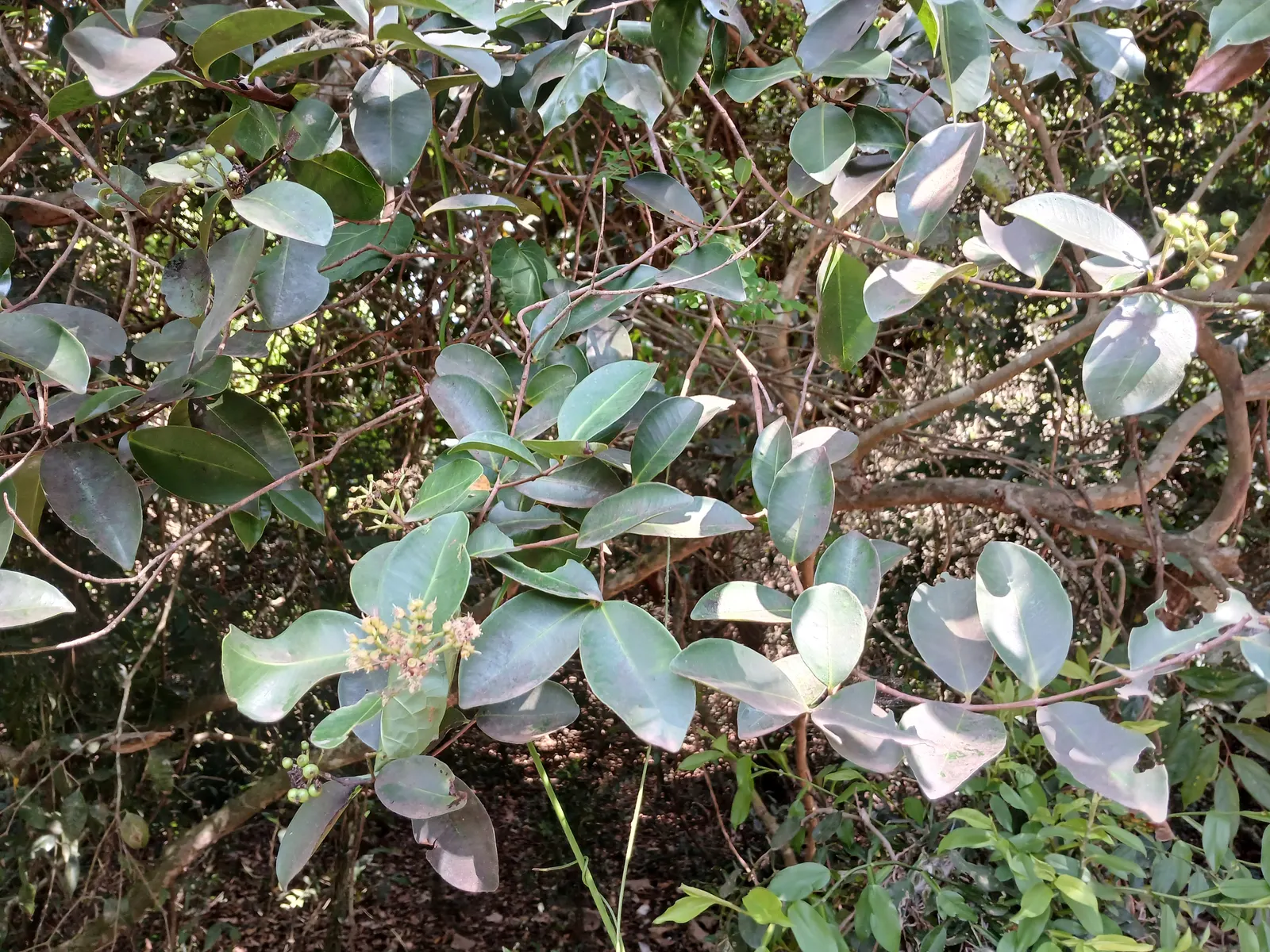 Rose Apple (Syzygium Jambos) — tree for full or half; can comfortably fit into a residential landscape without fear of disrupting hardscapes or foundations