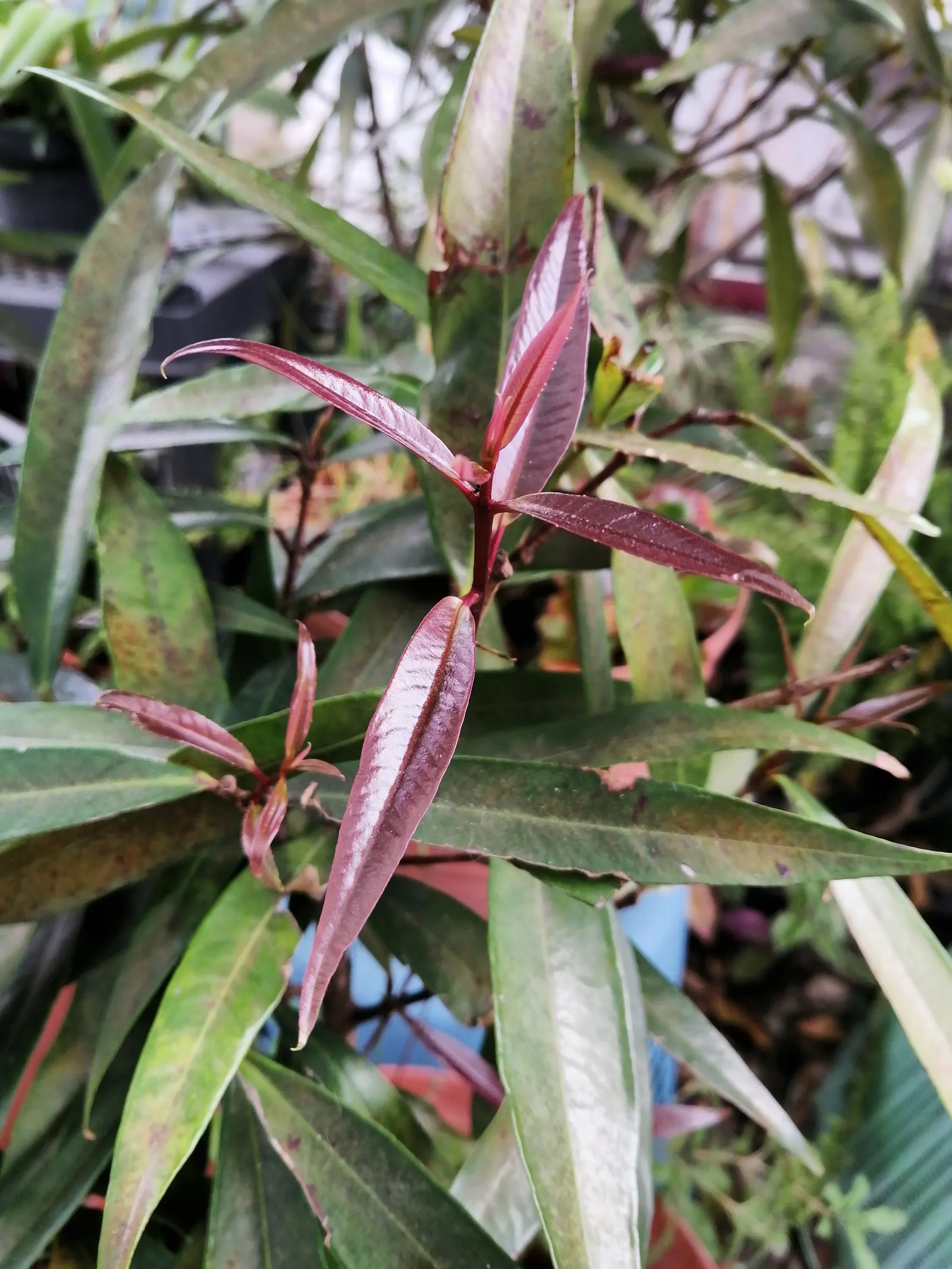 Rose Apple (Syzygium Jambos) — is a delightful tropical fruit tree that could become a stunning addition to any sizeable garden landscape; its, image 93