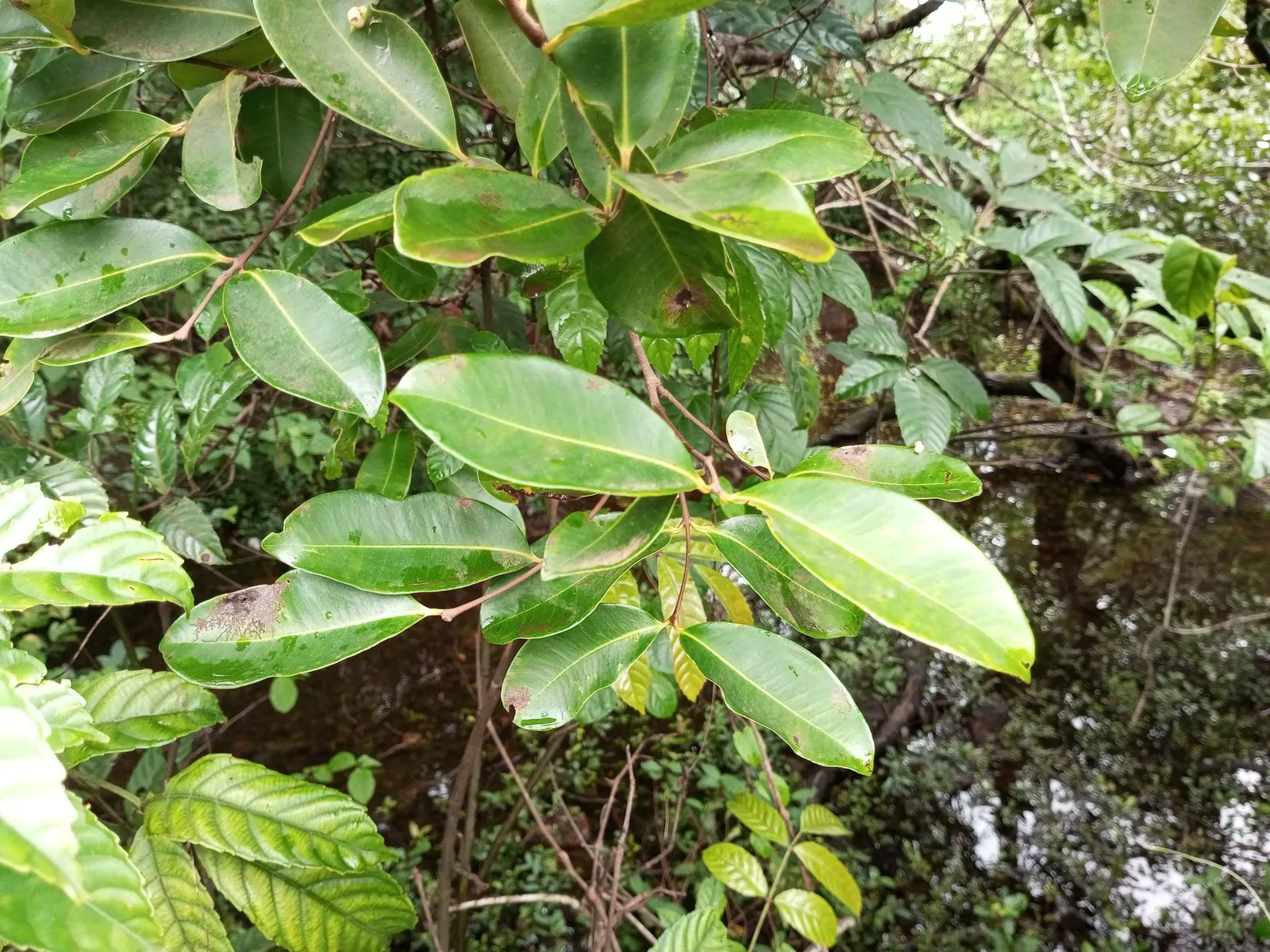 Rose Apple (Syzygium Jambos) — heady fragrance is reminiscent of roses; approximately 1 to 2 inches in diameter, image 71