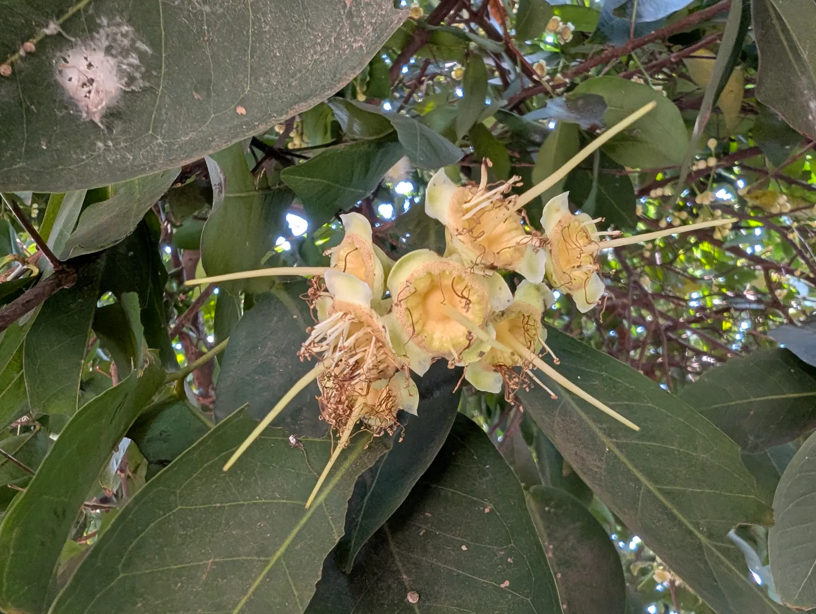 Rose Apple (Syzygium Jambos) — is a delightful tropical fruit tree that could become a stunning addition to any sizeable garden landscape; its, image 121