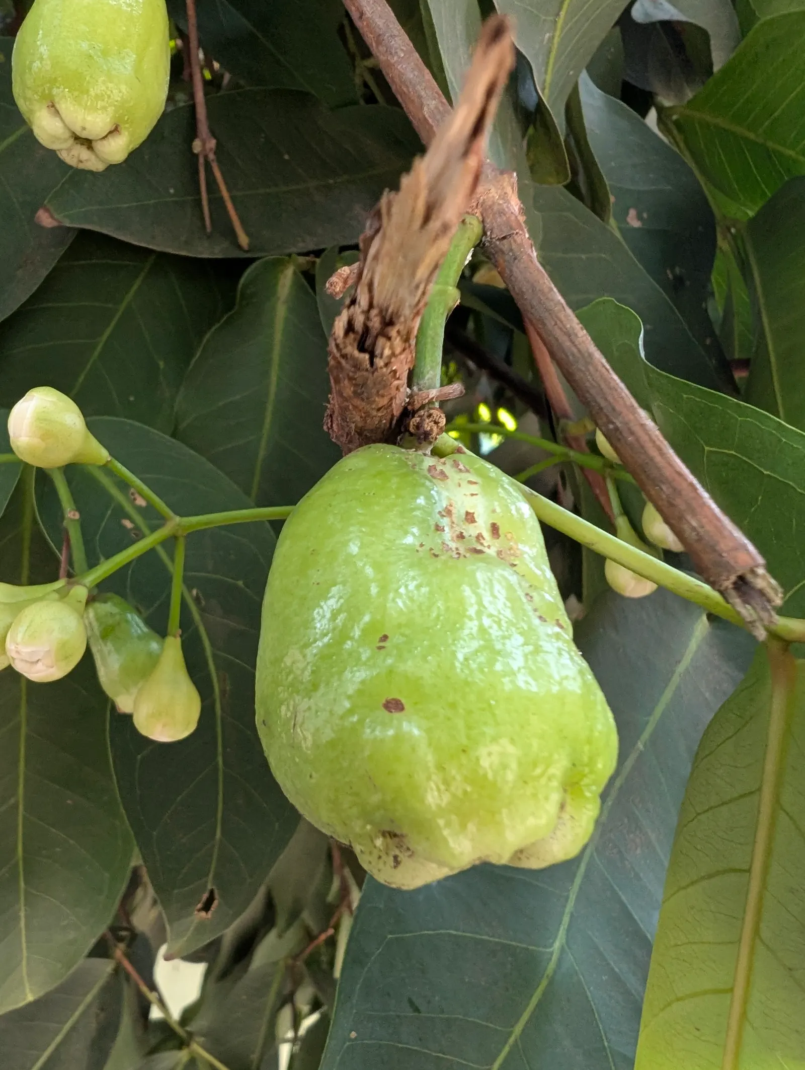 Rose Apple (Syzygium Jambos) — the Rose Apple bears attractive yellowish-green fruits; its dense foliage provides shade while pink to white, image 101