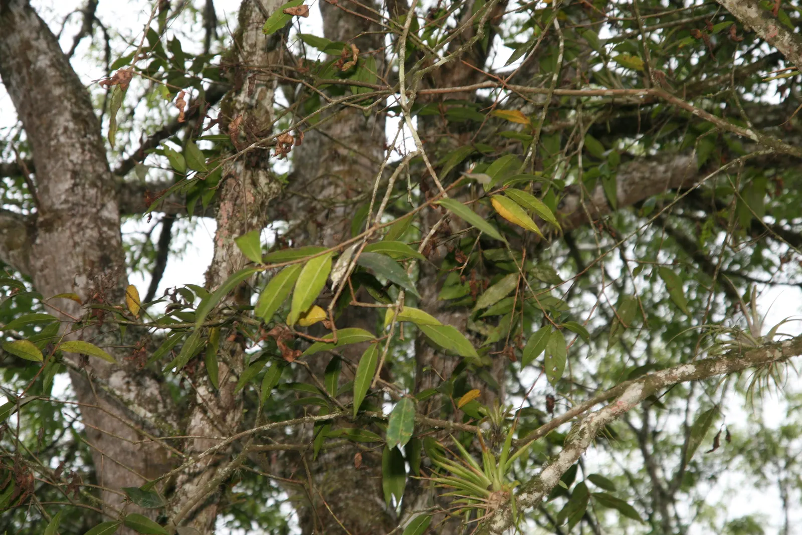 Rose Apple (Syzygium Jambos) — approximately 1 to 2 inches in diameter; this evergreen species provides dense