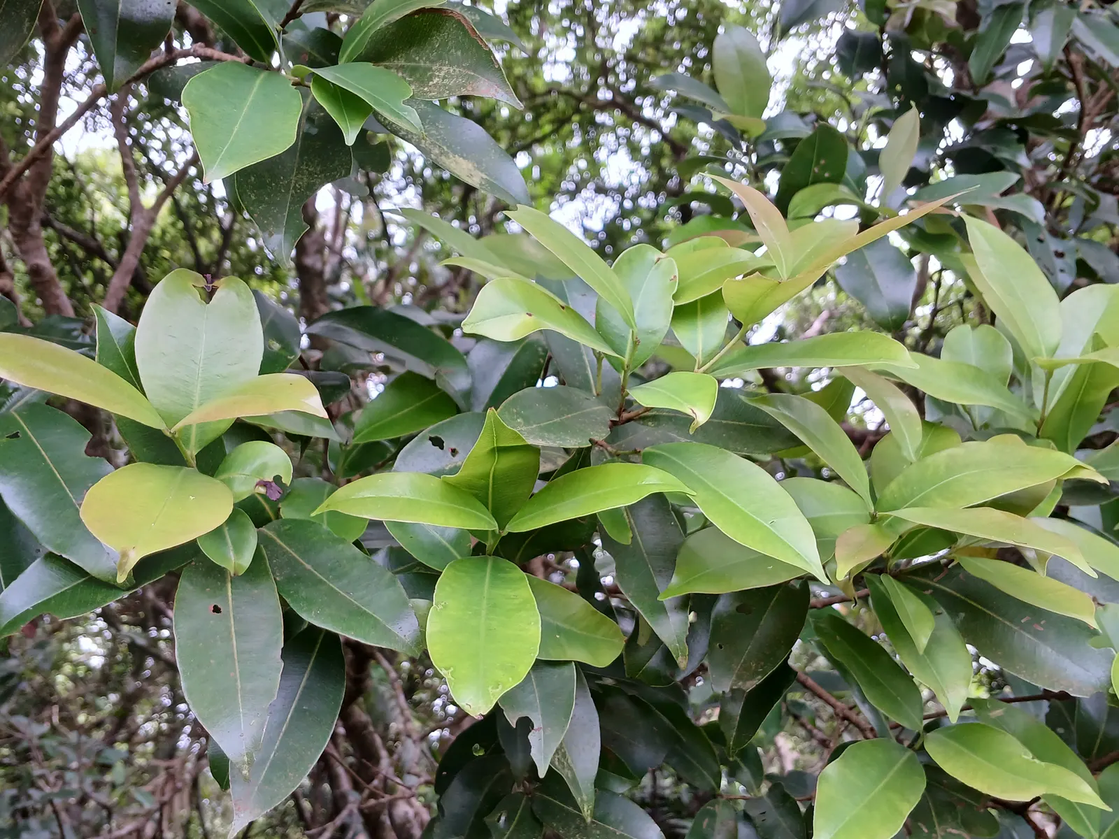 Rose Apple (Syzygium Jambos) — it erupts with clusters of showy; its dense foliage provides shade while pink to white blossoms attract pollinators, image 125