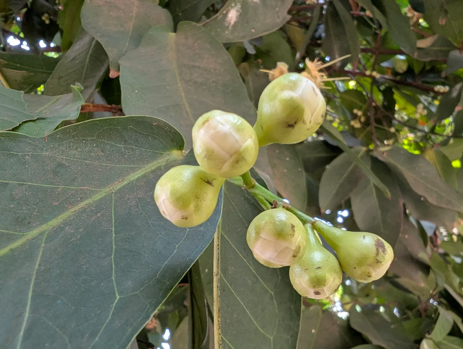 Rose Apple (Syzygium Jambos) — is a delightful tropical fruit tree that could become a stunning addition to any sizeable garden landscape