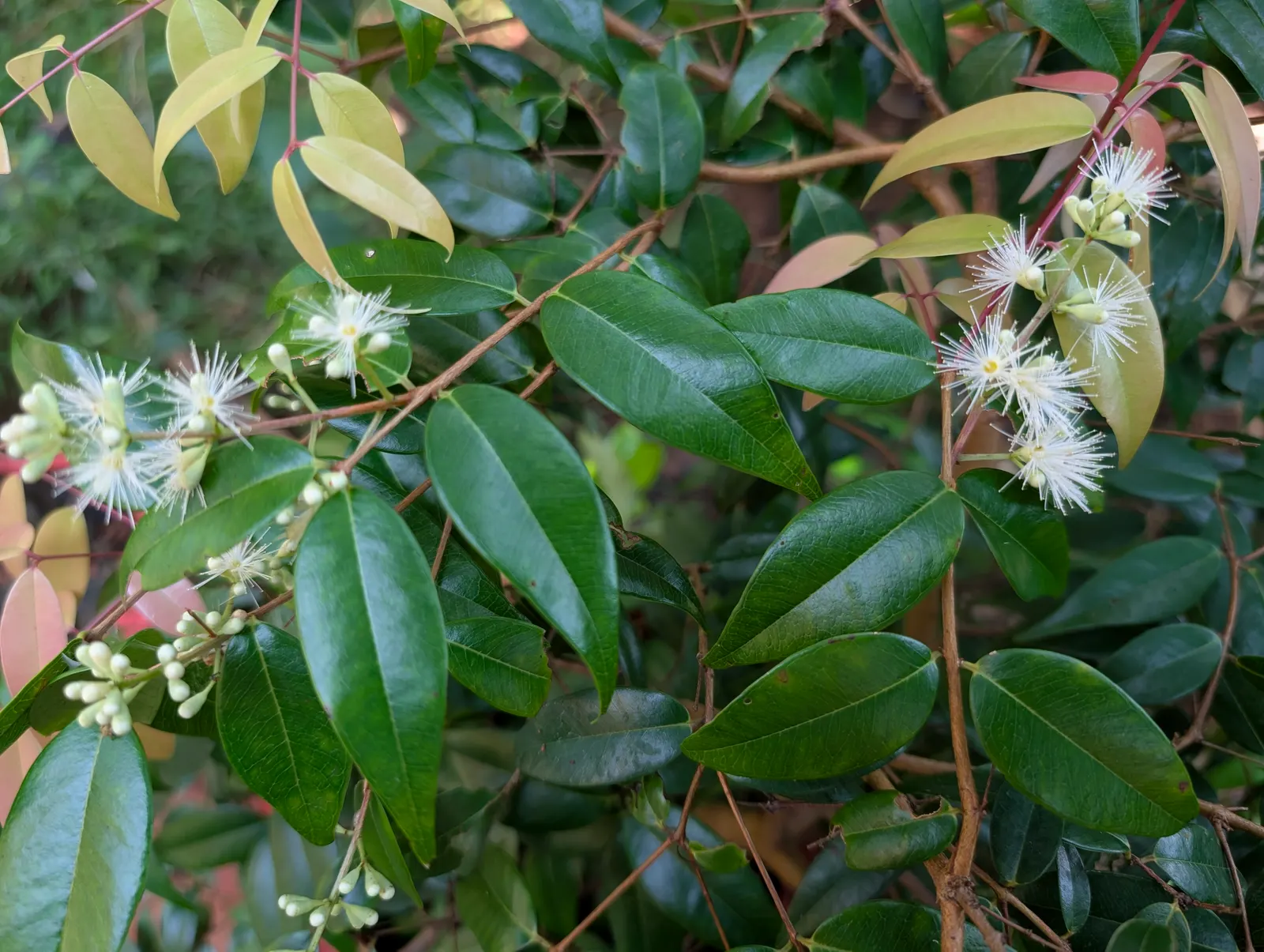 Rose Apple (Syzygium Jambos) — Typically 15-20 ft tall, it thrives in well-drained soil with full sun exposure; approximately 1 to 2 inches in, image 59