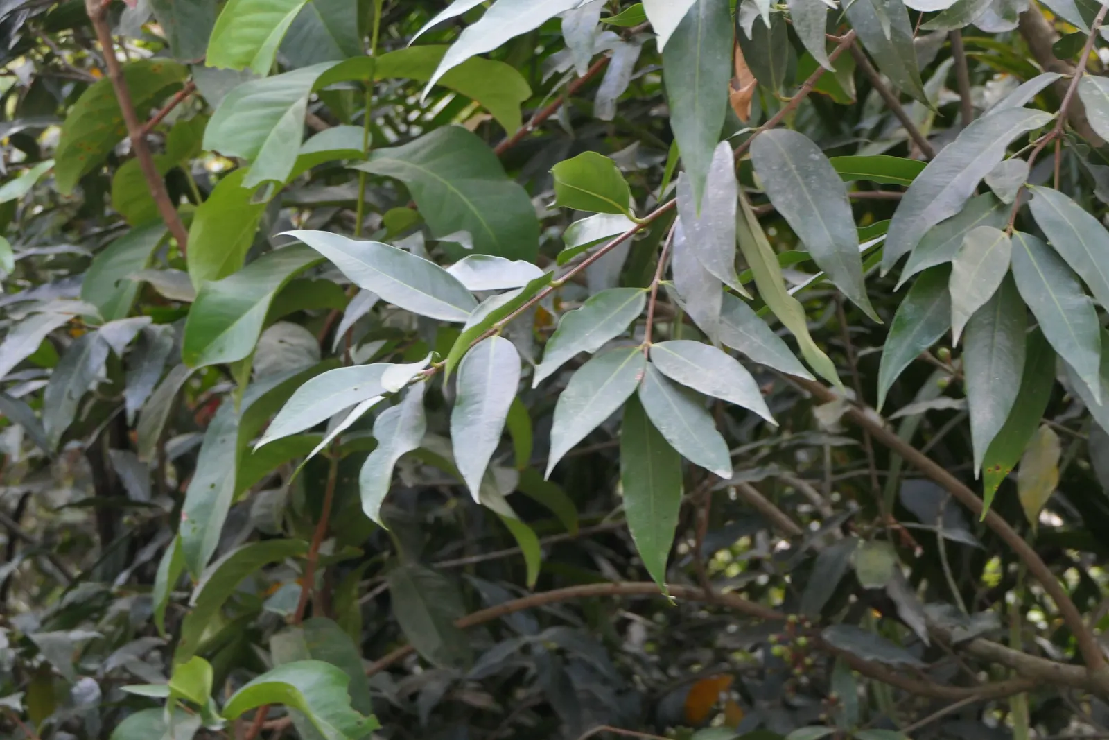 Rose Apple (Syzygium Jambos) — tree with white blooms