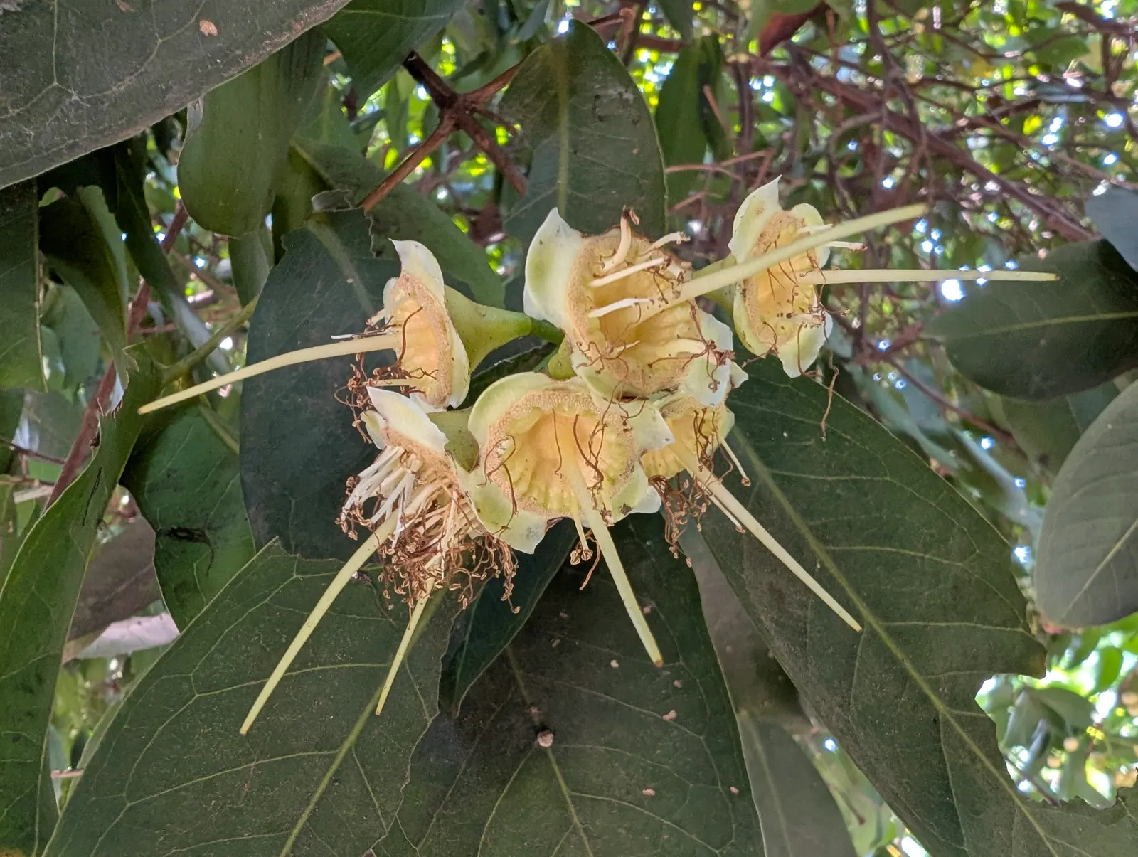 Rose Apple (Syzygium Jambos) — These bell-shaped fruits have a pale, rose-scented flesh that is mildly sweet and crisp; approximately 1 to 2 inches in diameter