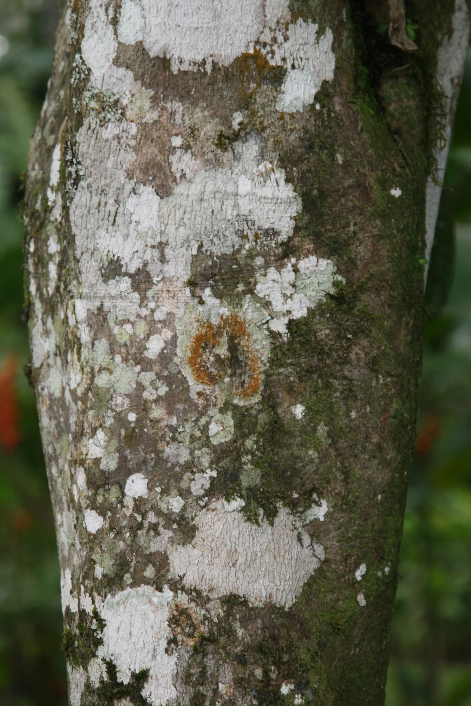 Rose Apple (Syzygium Jambos) — around 1-2 inches in diameter