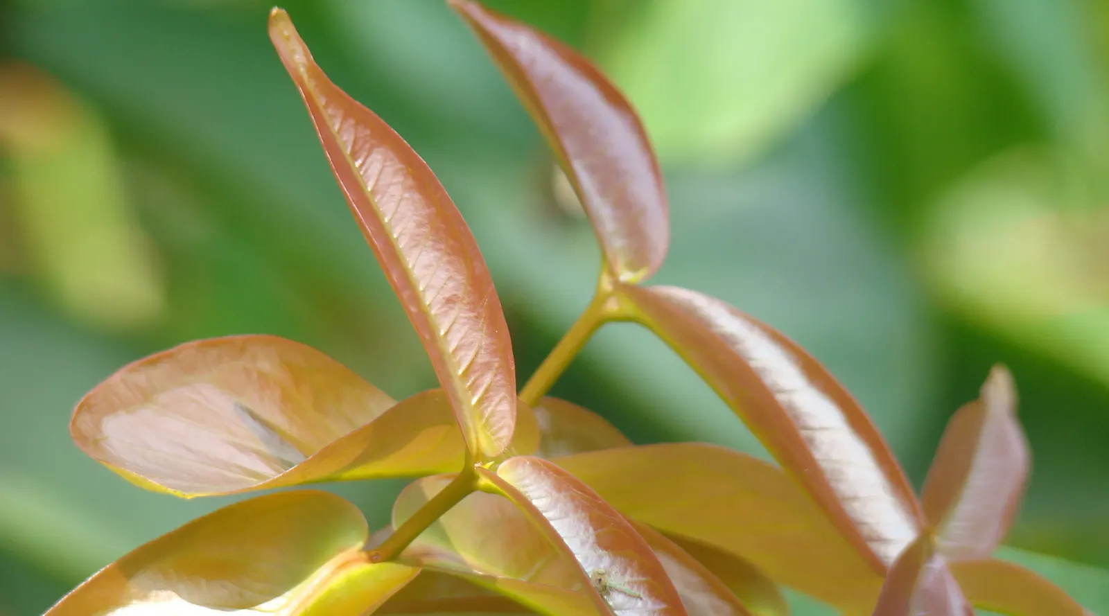 Rose Apple (Syzygium Jambos) — is a delightful tropical fruit tree that could become a stunning addition to any sizeable garden landscape; its, image 65