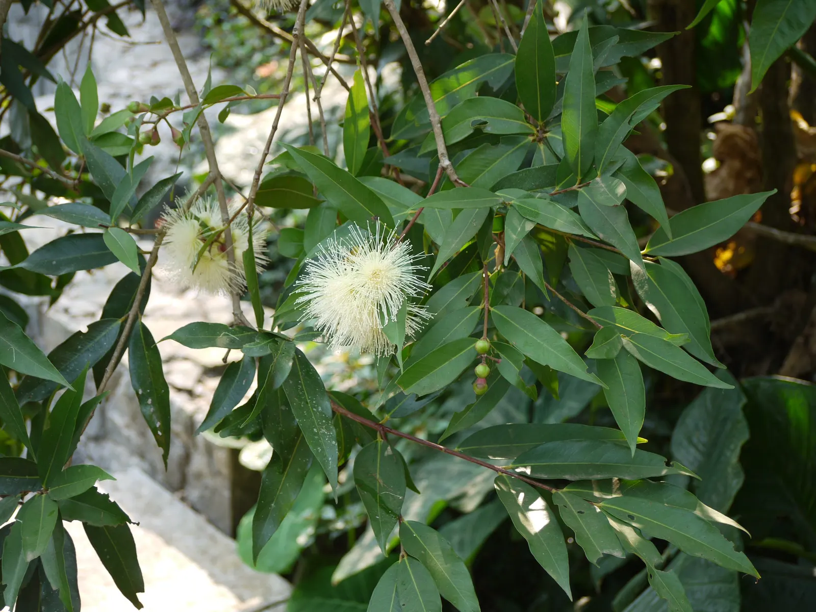 Rose Apple (Syzygium Jambos) — due to its non-invasive root system