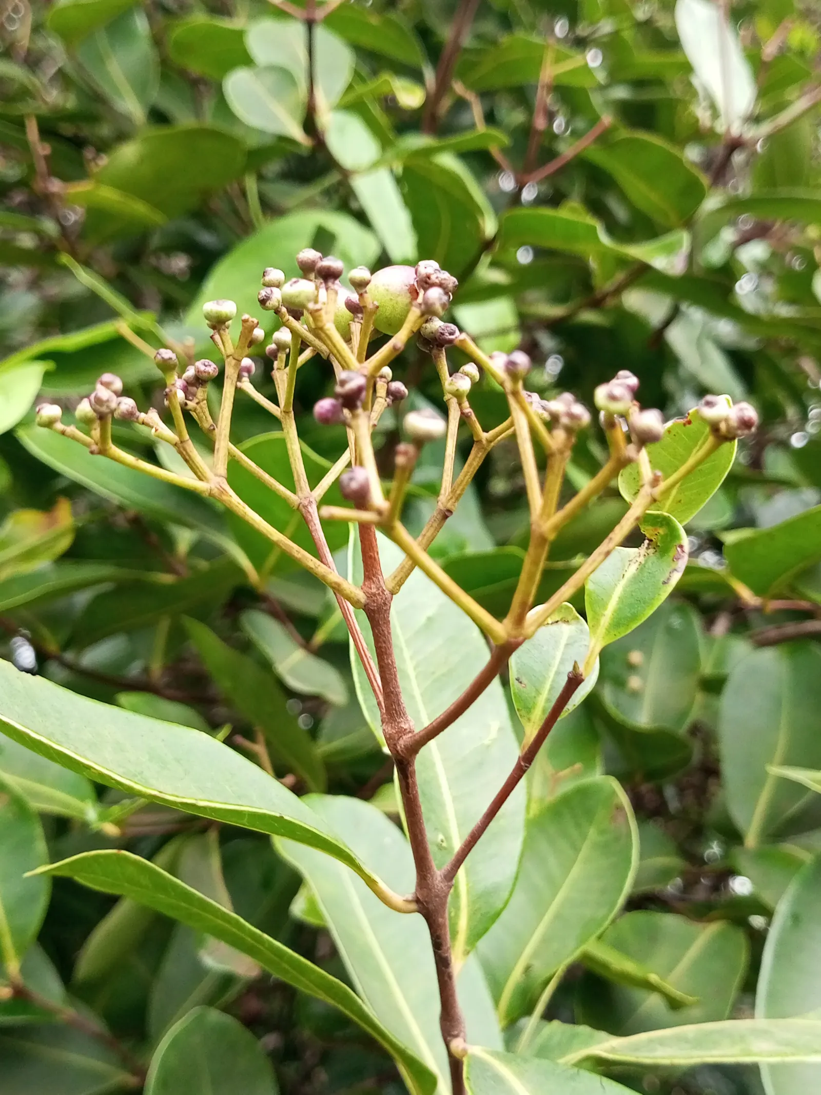Rose Apple (Syzygium Jambos) — which can be enjoyed fresh or utilized in jams and jellies; approximately 1 to 2 inches in diameter, image 107