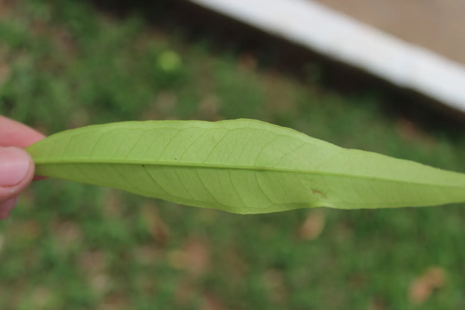 Rose Apple (Syzygium Jambos) — heady fragrance is reminiscent of roses; approximately 1 to 2 inches in diameter, image 99
