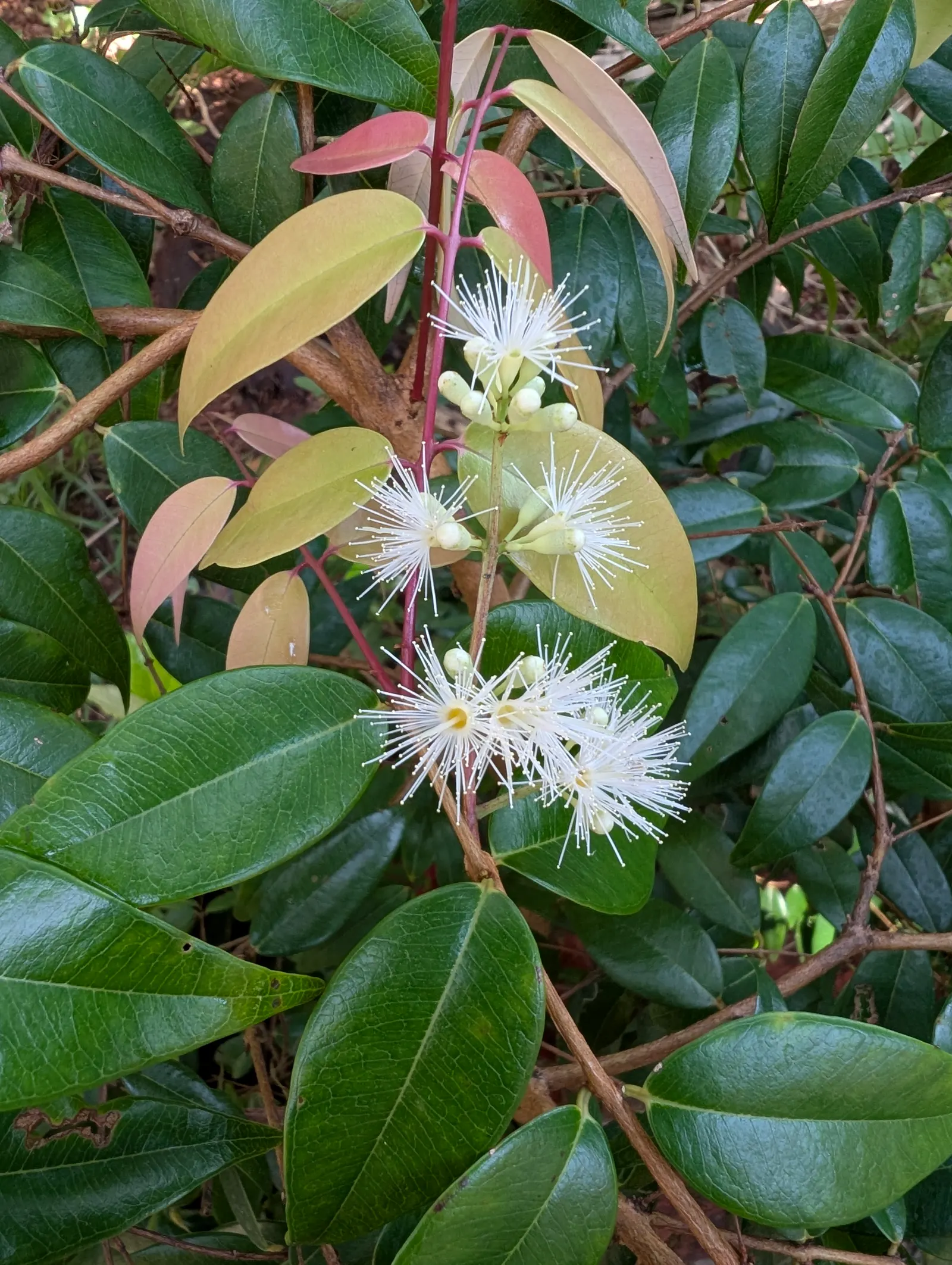 Rose Apple (Syzygium Jambos) — making it a dual-purpose ornamental and edible addition to the landscape; approximately 1 to 2 inches in diameter