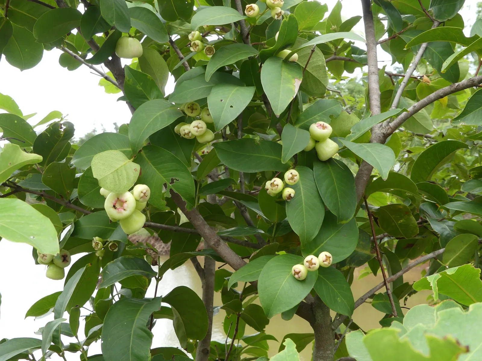 Rose Apple (Syzygium Jambos) — making it a dual-purpose ornamental and edible addition to the landscape; approximately 1 to 2 inches in diameter, image 63