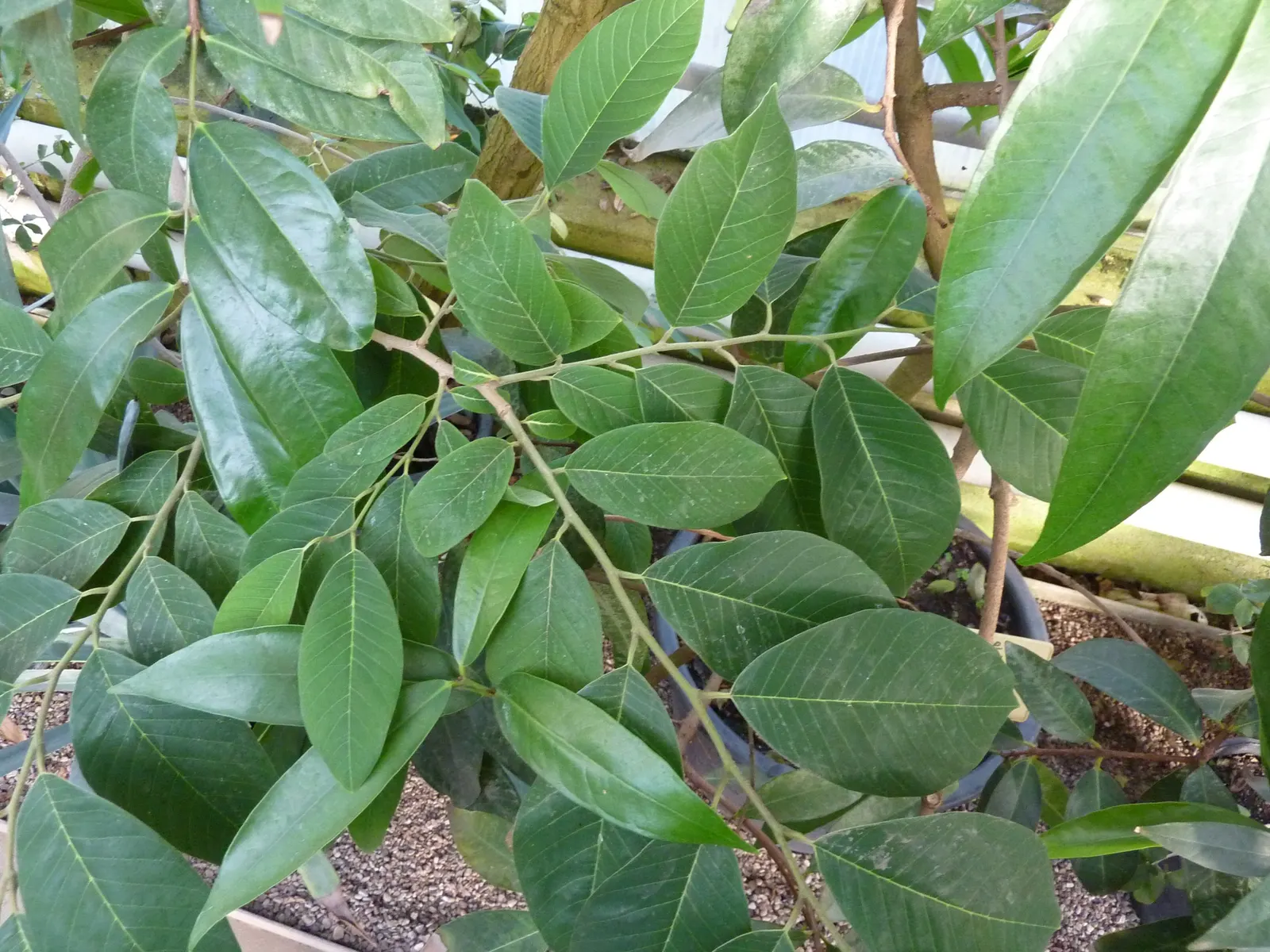 Rose Apple (Syzygium Jambos) — evergreen tree bearing fragrant flowers and bell-shaped fruits with a rose-like aroma