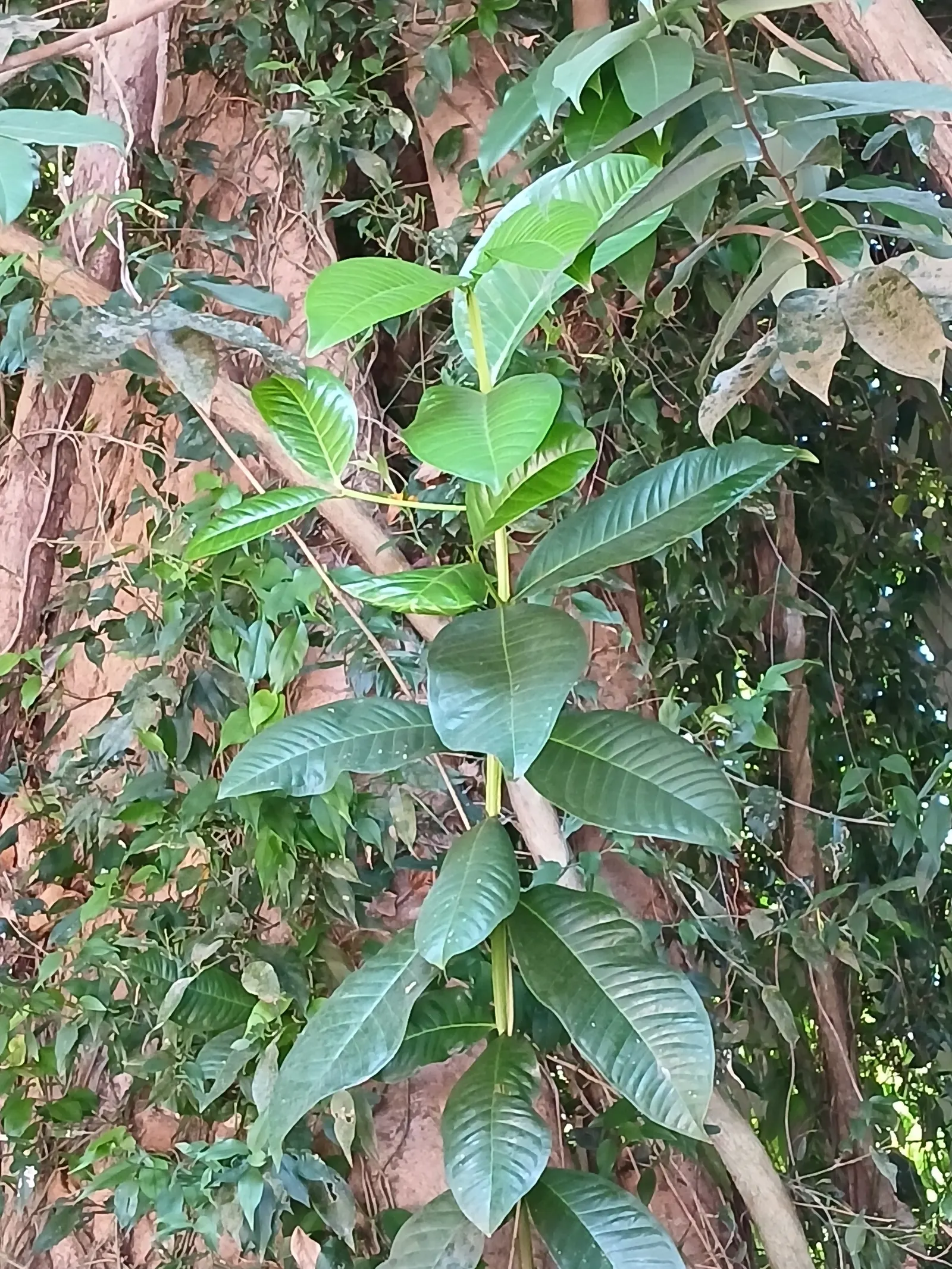 Rose Apple (Syzygium Jambos) — but it is adaptable to a range of soil conditions; its dense foliage provides shade while pink to white blossoms, image 77