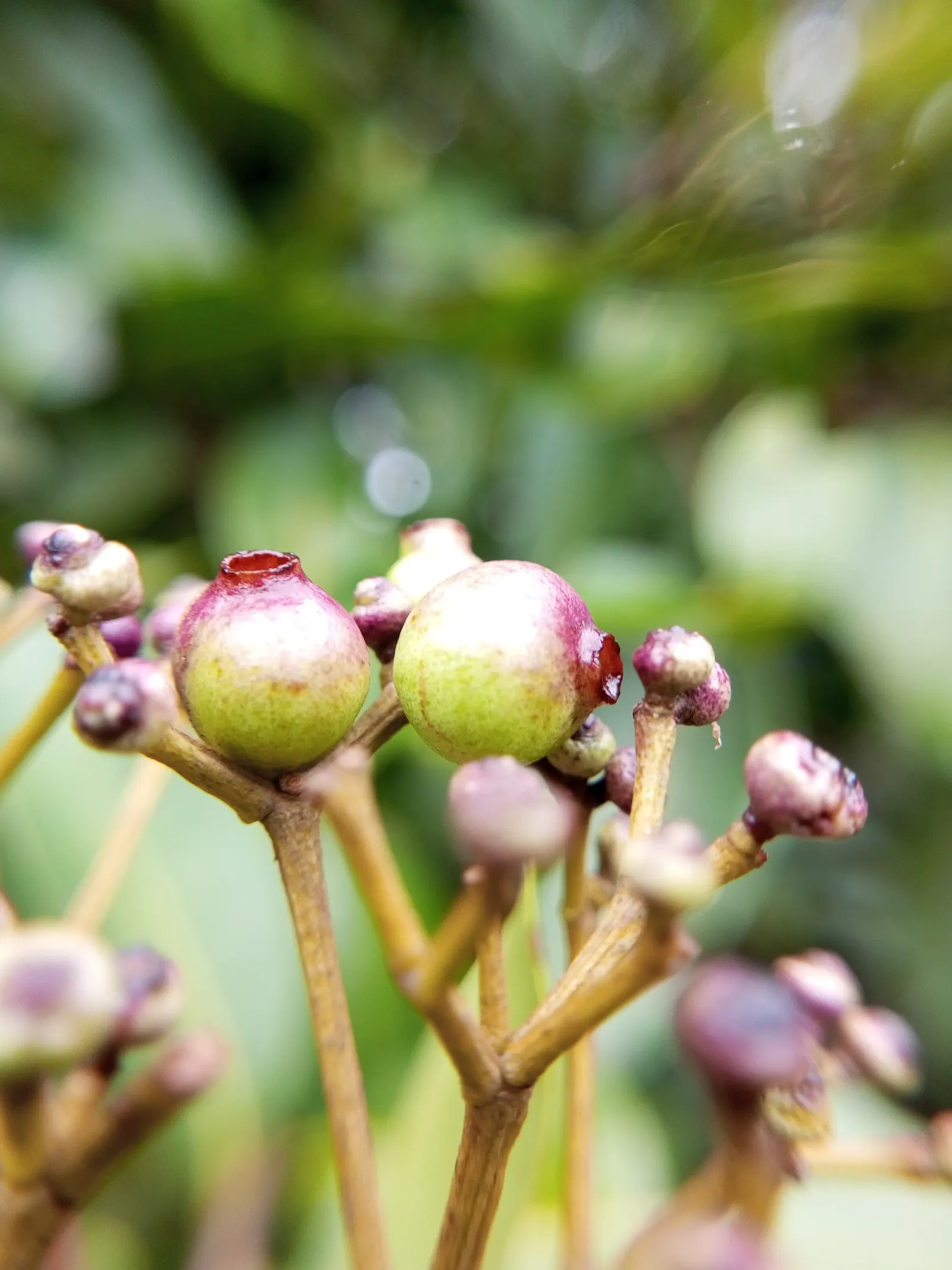 Rose Apple (Syzygium Jambos) — evergreen tree bearing fragrant flowers and bell-shaped fruits with a rose-like aroma; this evergreen species, image 86