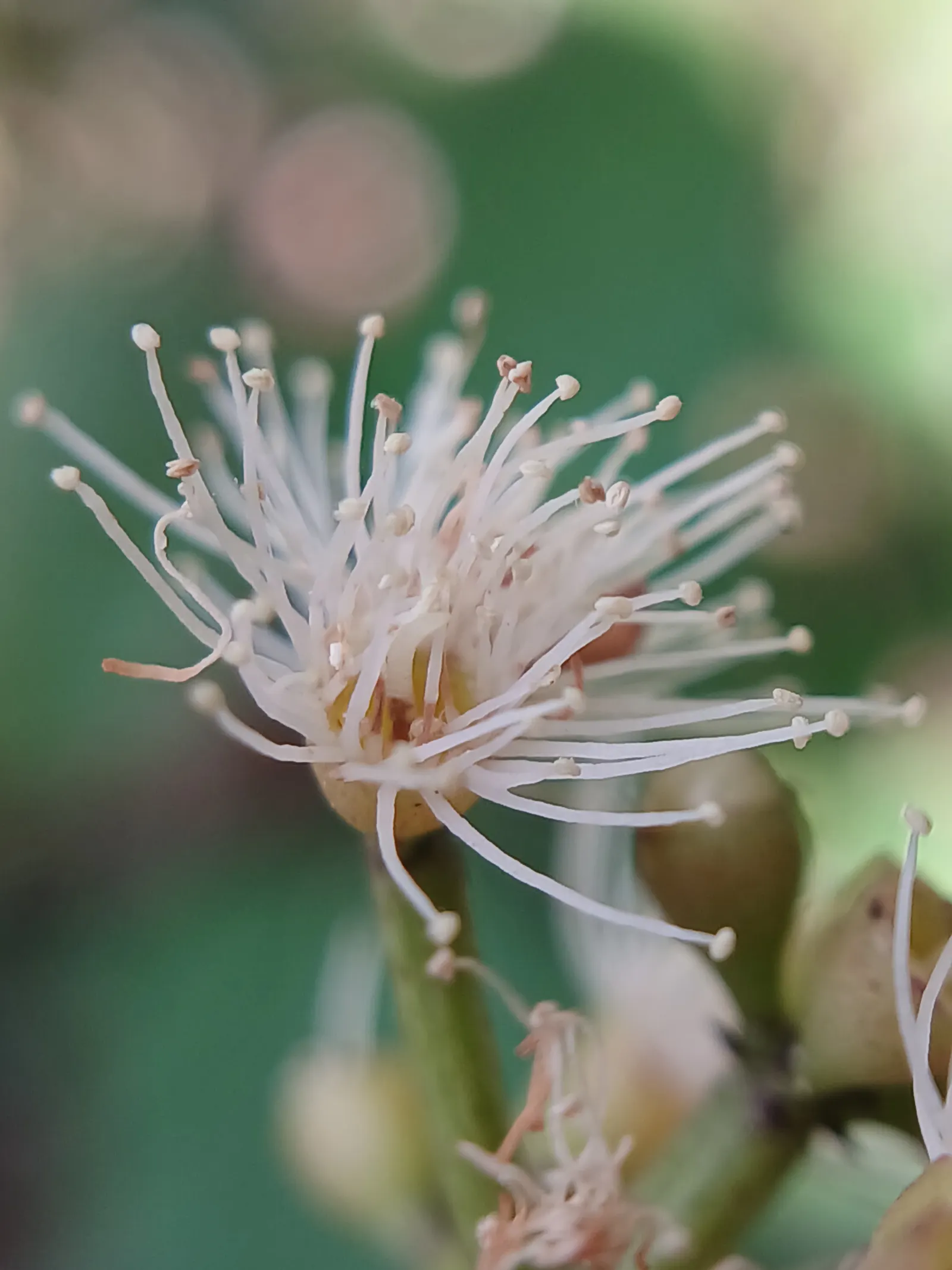 Rose Apple (Syzygium Jambos) — These bell-shaped fruits have a pale, rose-scented flesh that is mildly sweet and crisp; approximately 1 to 2 inches, image 131