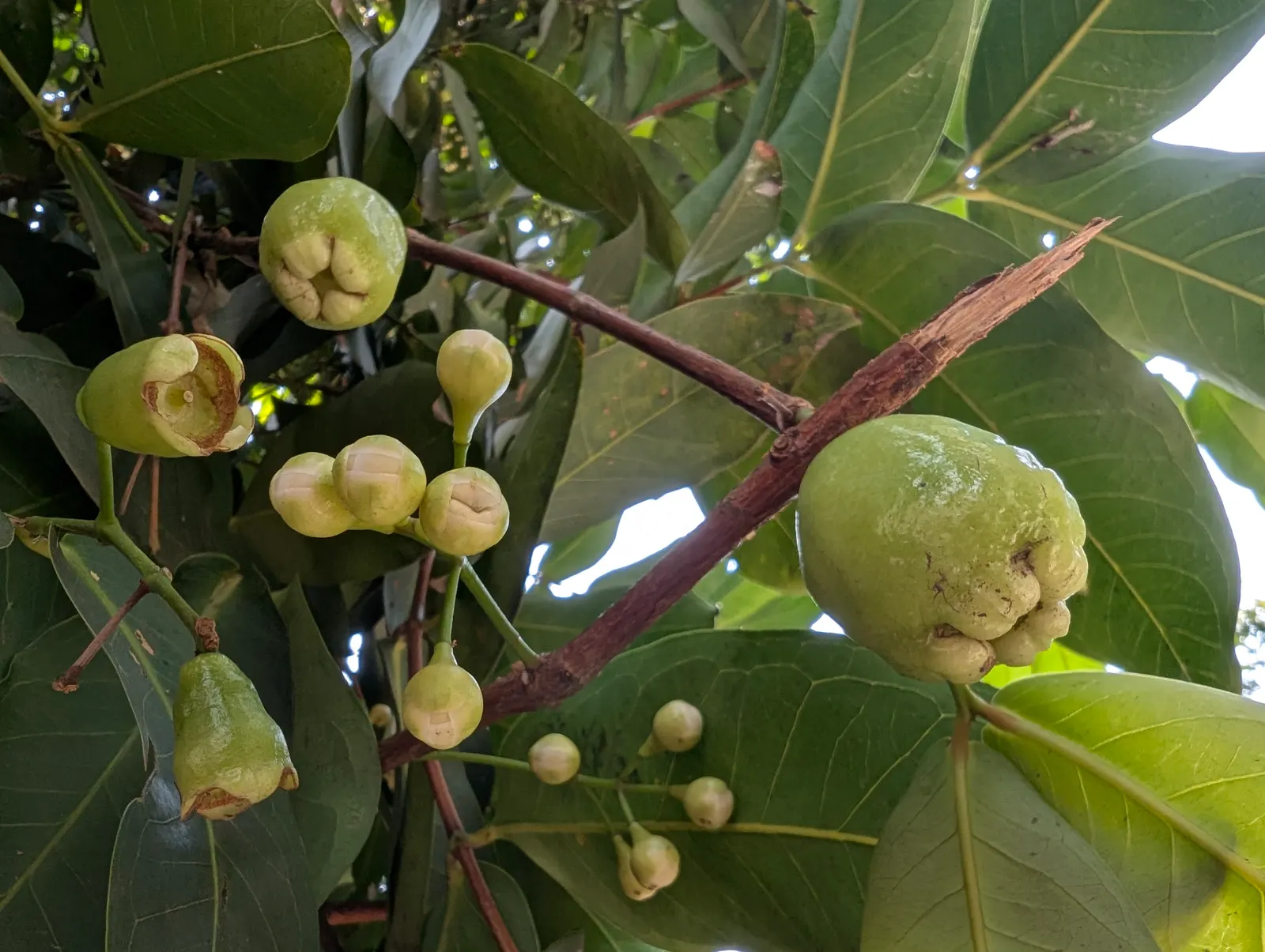 Rose Apple (Syzygium Jambos) — The Rose Apple (Syzygium jambos) is a tropical; its dense foliage provides shade while pink to white blossoms, image 113