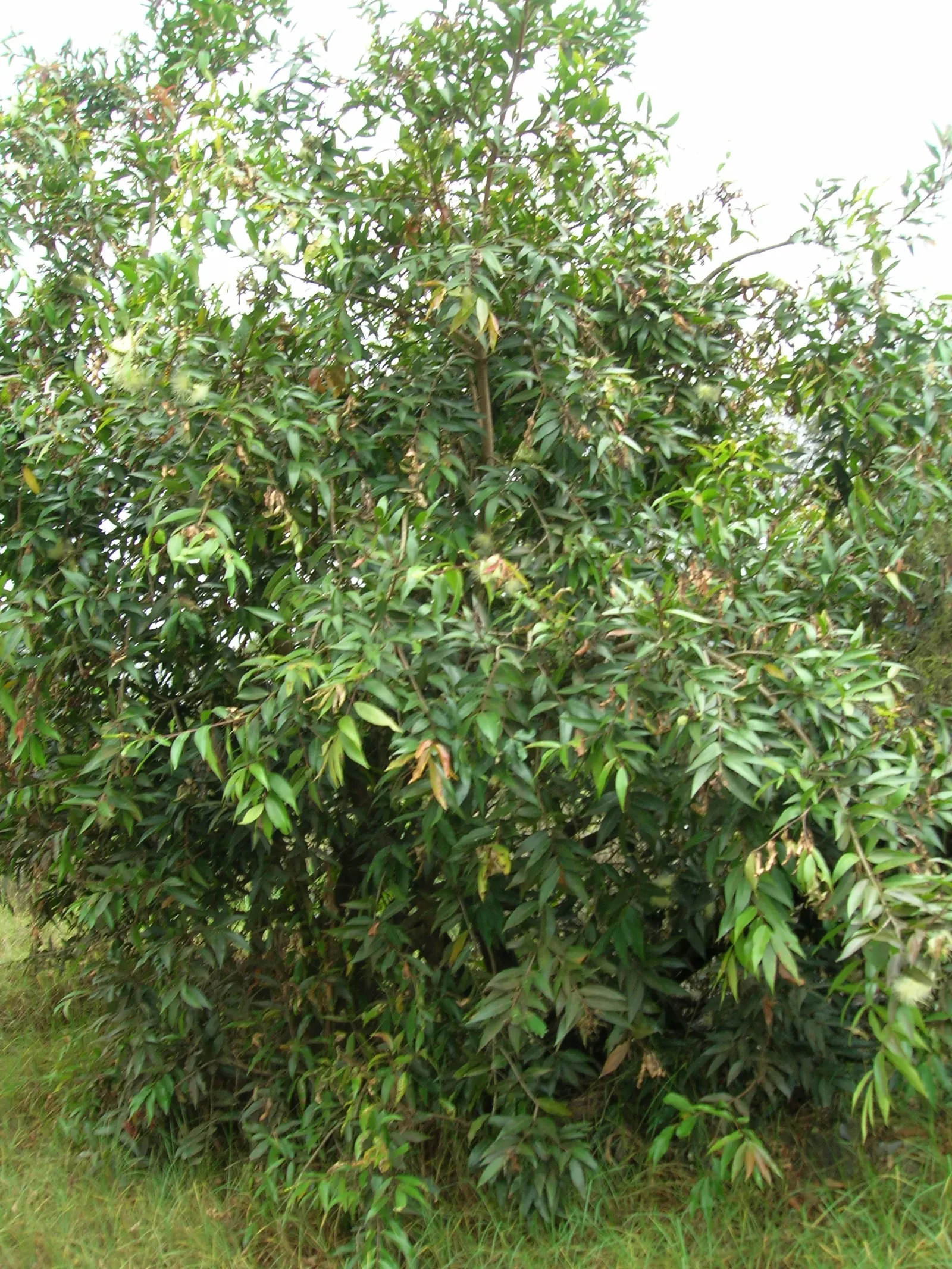 Rose Apple (Syzygium Jambos) — lending the tree its common name.<br><br>Following the floral display; can comfortably fit into a residential landscape without