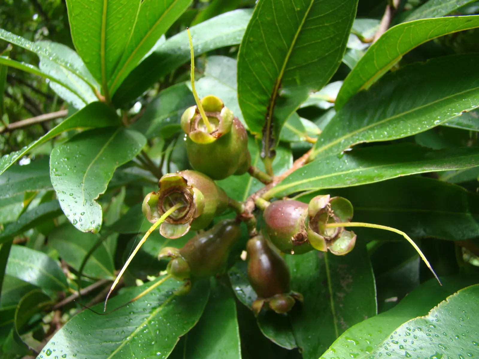 Rose Apple (Syzygium Jambos) — making it a dual-purpose ornamental and edible addition to the landscape; approximately 1 to 2 inches in diameter, image 91