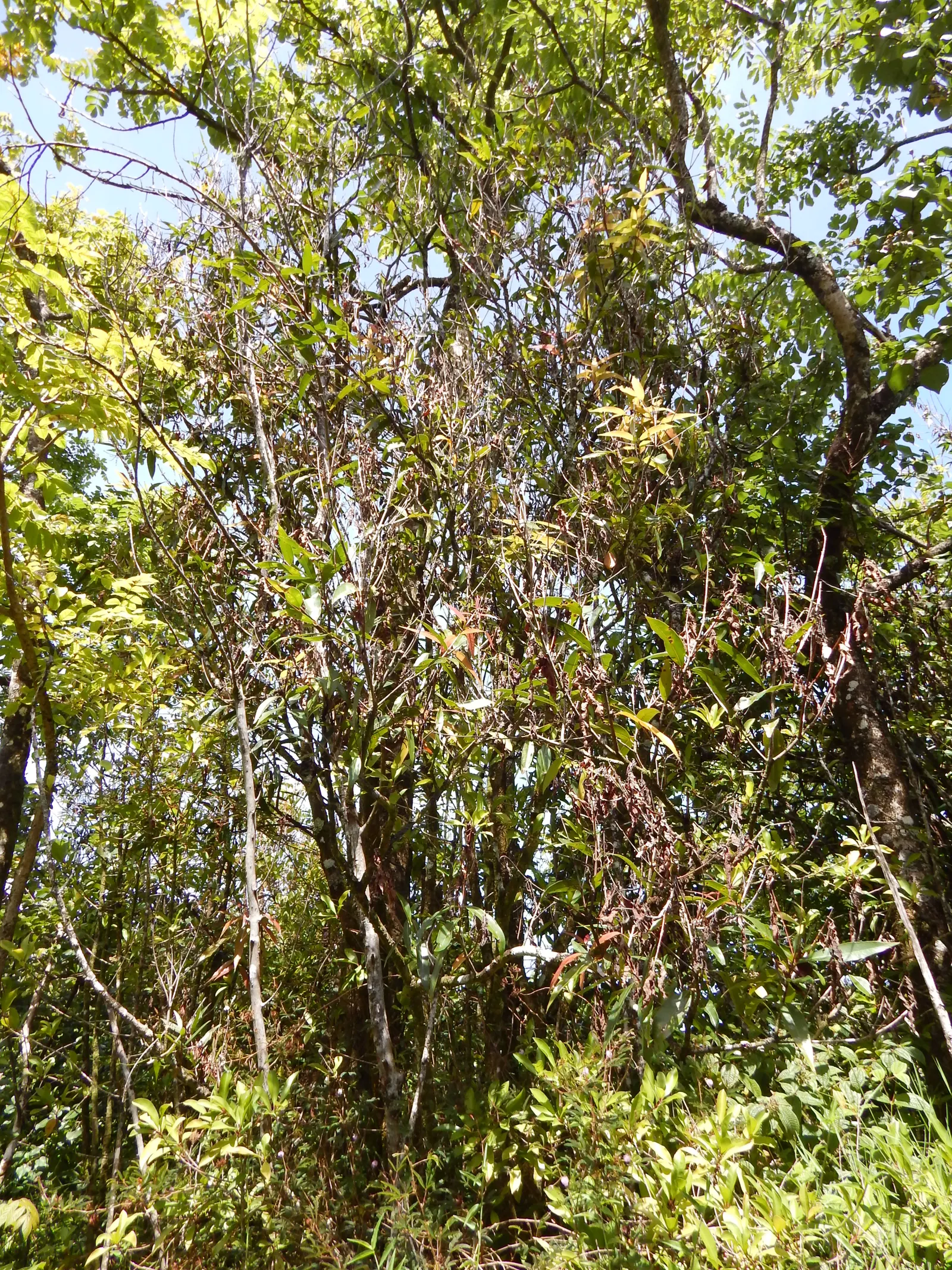 Rose Apple (Syzygium Jambos) — it erupts with clusters of showy; its dense foliage provides shade while pink to white blossoms attract pollinators, image 69