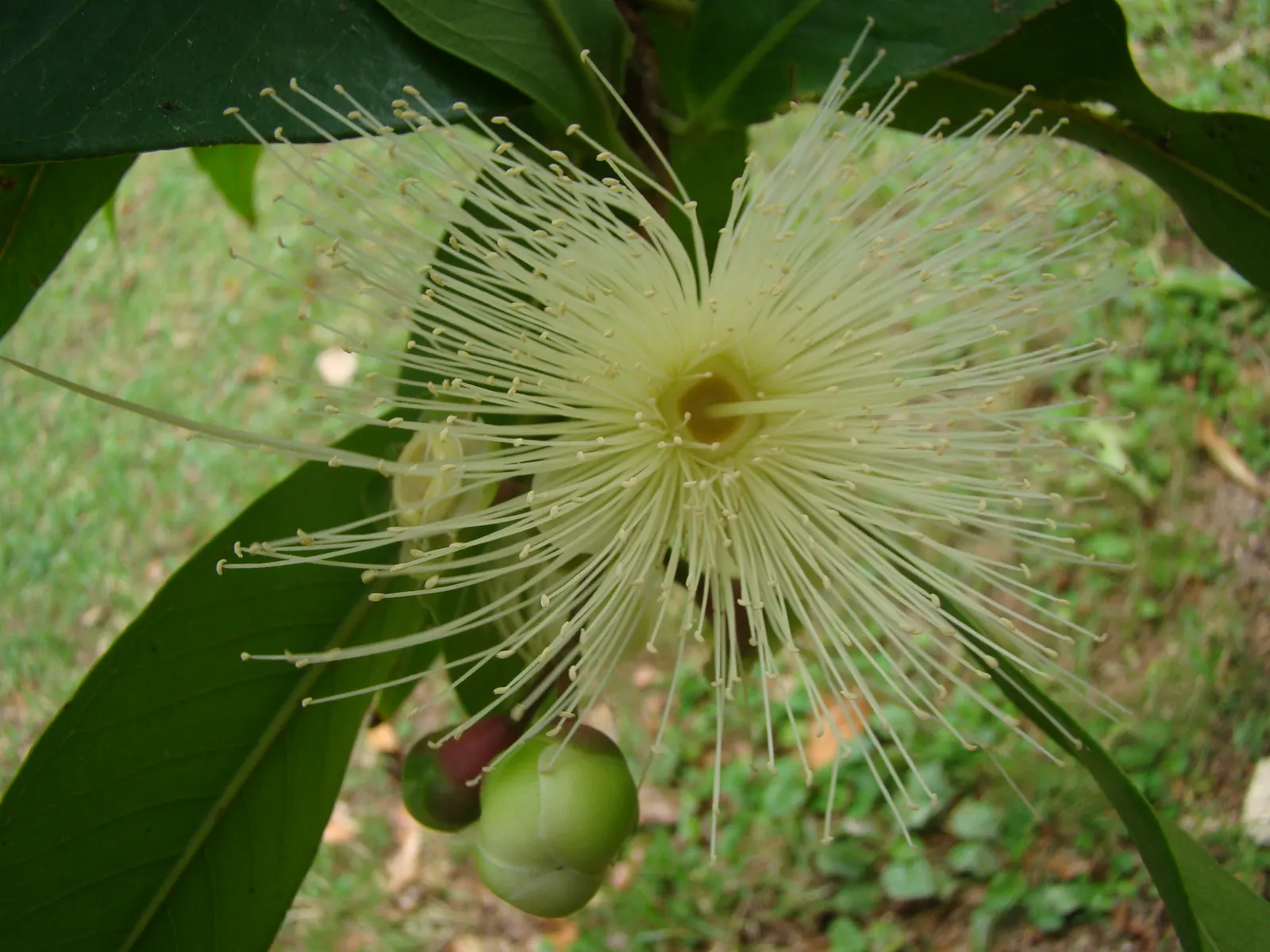 Rose Apple (Syzygium Jambos) — The Rose Apple (Syzygium jambos) is a tropical; its dense foliage provides shade while pink to white blossoms attract pollinators