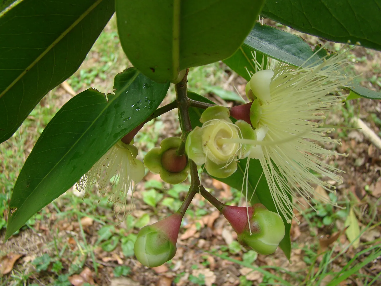 Rose Apple (Syzygium Jambos) — approximately 1 to 2 inches in diameter; this evergreen species provides dense, image 102