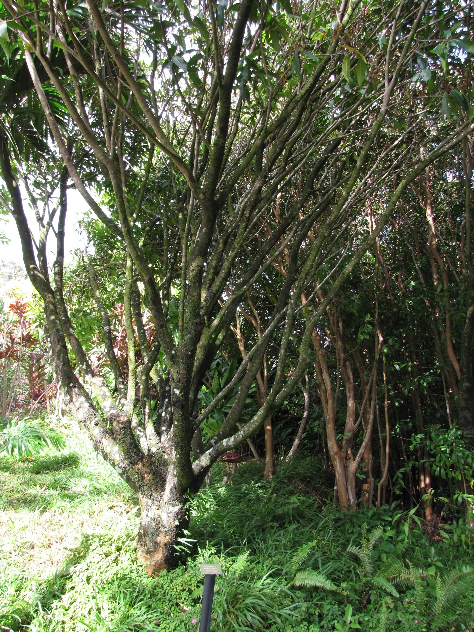 Rose Apple (Syzygium Jambos) — around 1-2 inches in diameter; this evergreen species provides dense, image 146