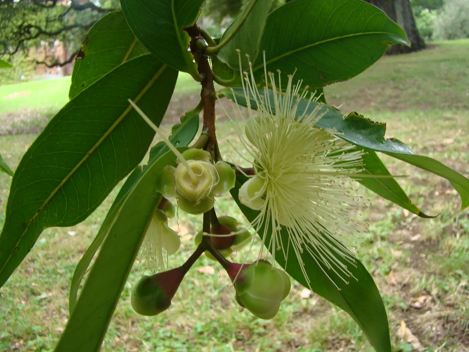 Rose Apple (Syzygium Jambos) — These aromatic blossoms are about 2 inches wide and their sweet; this evergreen species provides dense, image 126