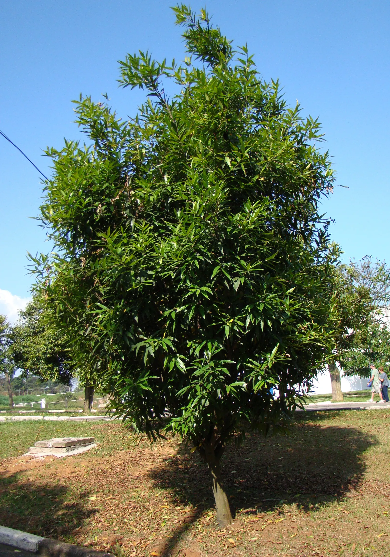 Rose Apple (Syzygium Jambos) — scientifically known as Syzygium jambos; can comfortably fit into a residential landscape without fear of disrupting, image 120