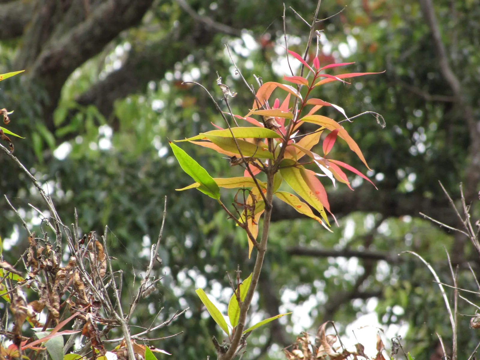 Rose Apple (Syzygium Jambos) — tree with white blooms; approximately 1 to 2 inches in diameter, image 111