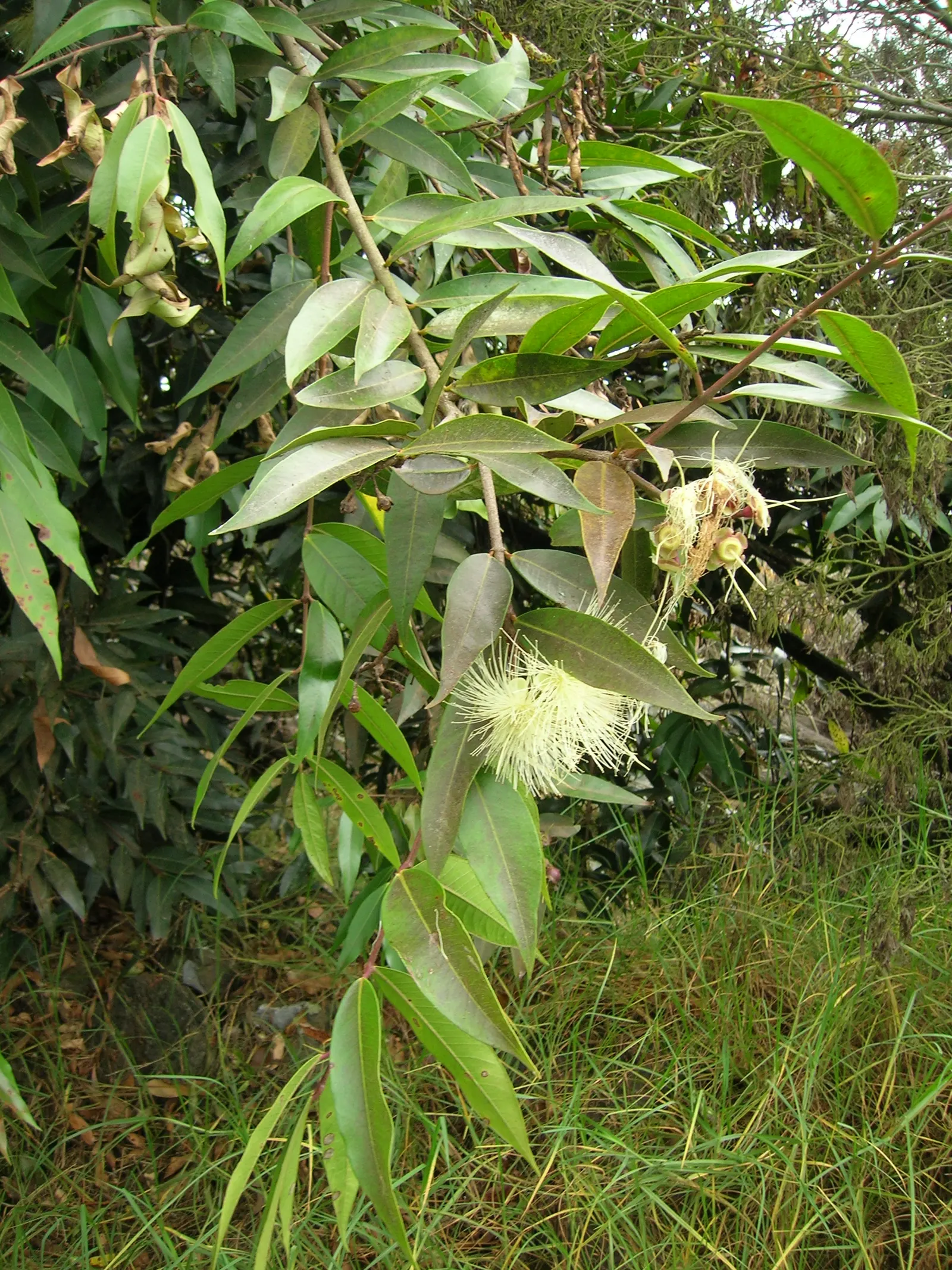 Rose Apple (Syzygium Jambos) — the Rose Apple bears attractive yellowish-green fruits; its dense foliage provides shade while pink to white, image 73